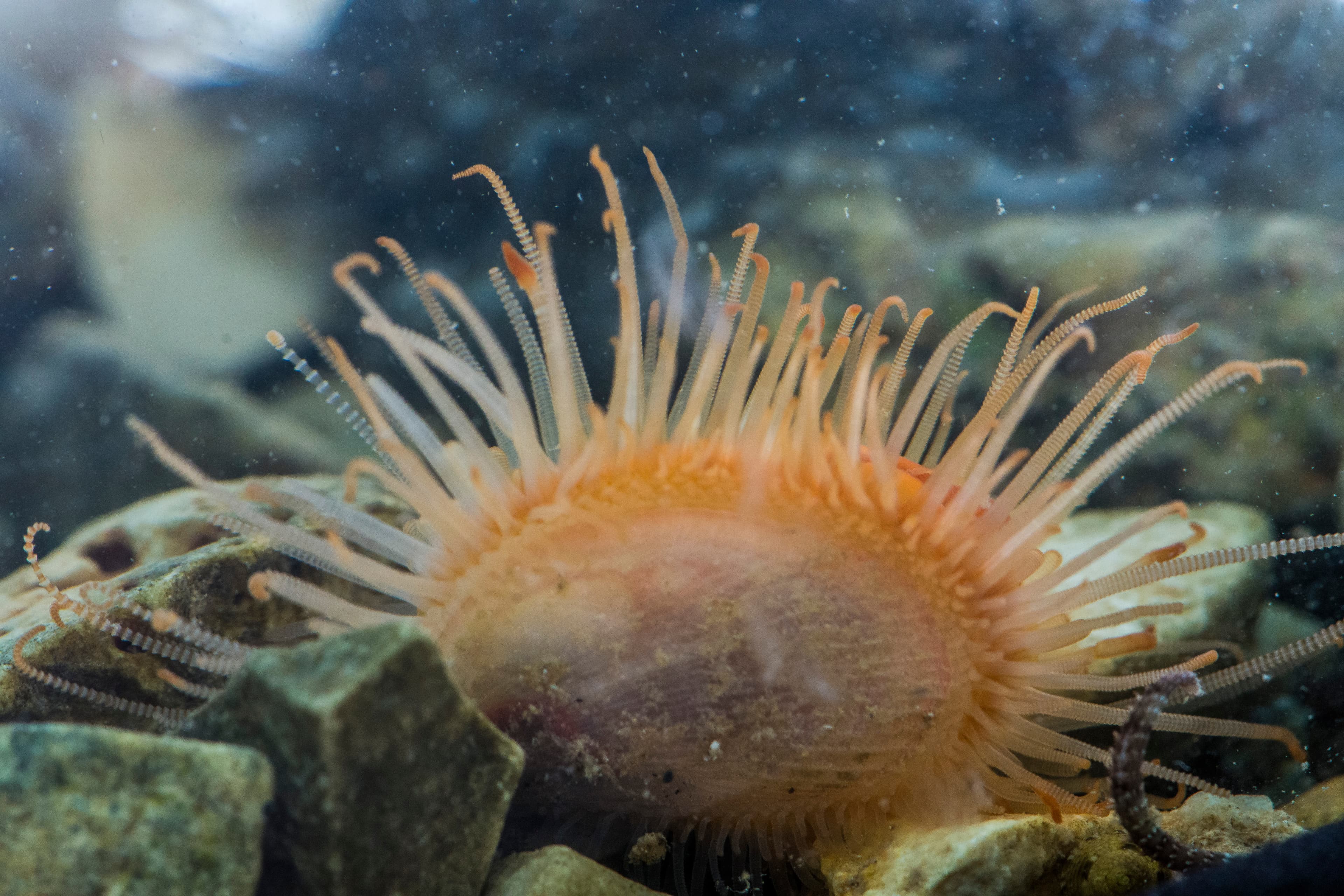 Spiny File Clam (Lima lima), in Jadran Sea, Umag, Croatia