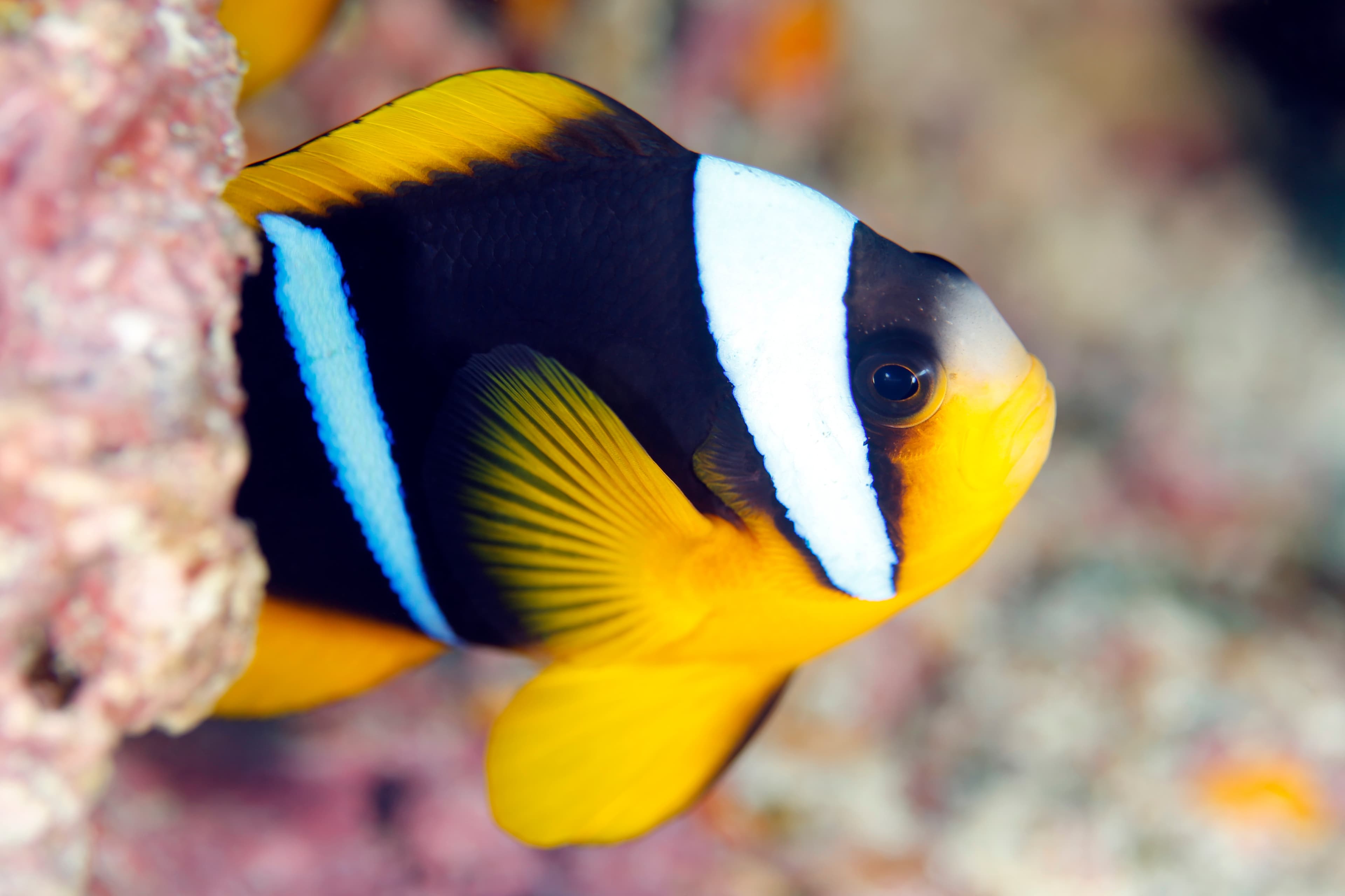 Allard's Clownfish (Amphiprion allardi), Mafia Island, Tanzania