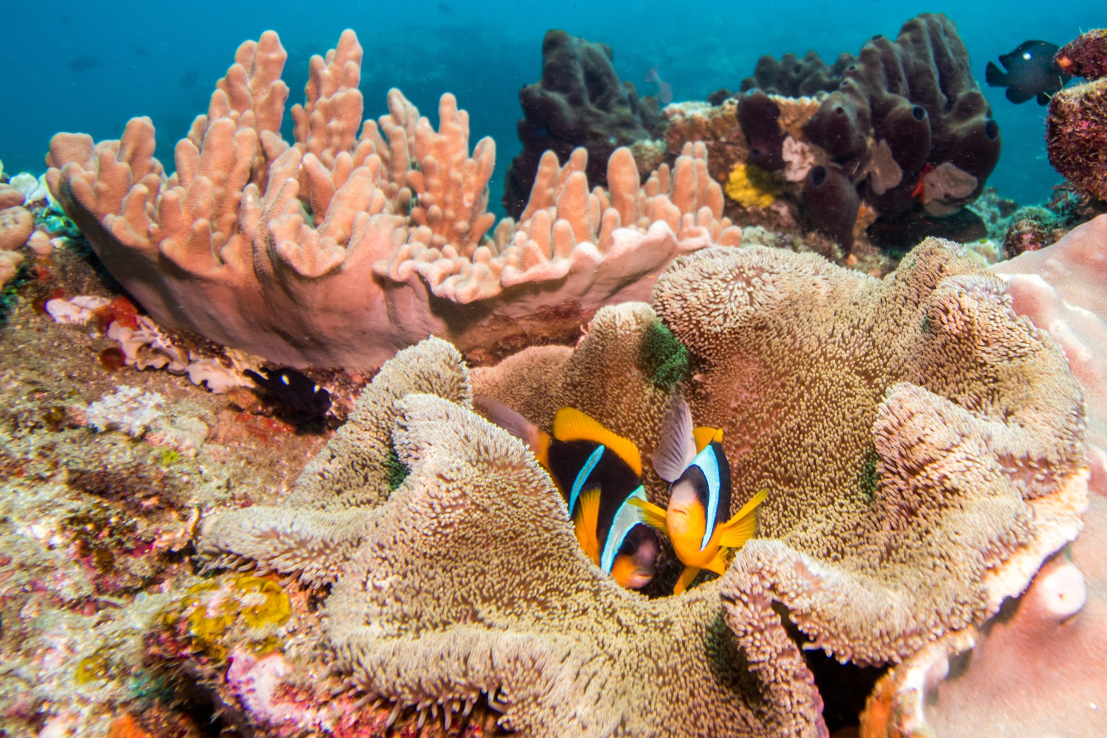 Two Allard's Clownfish (Amphiprion allardi) laying in their anemone