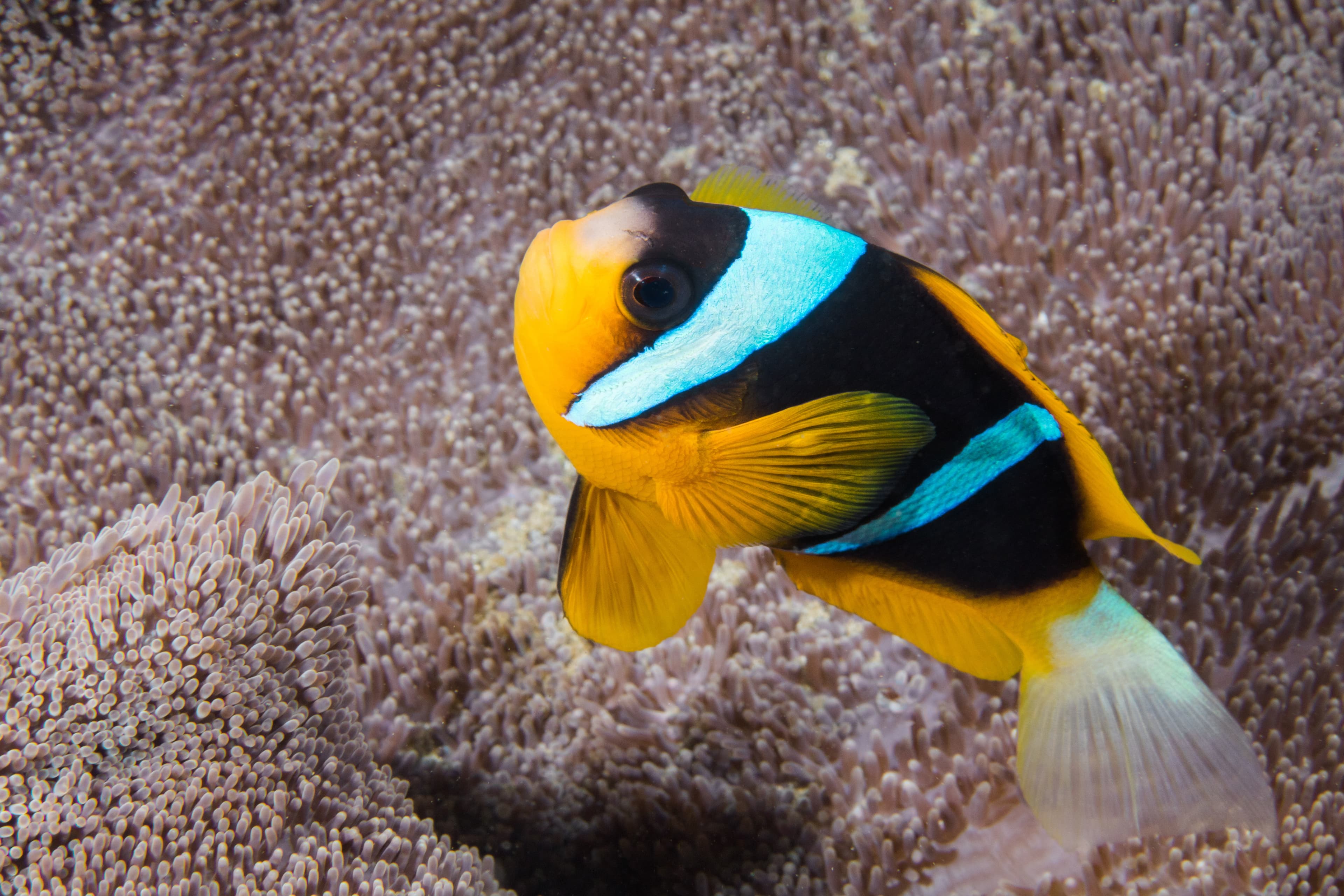 Allard's Clownfish (Amphiprion allardi) with his anemone in the background