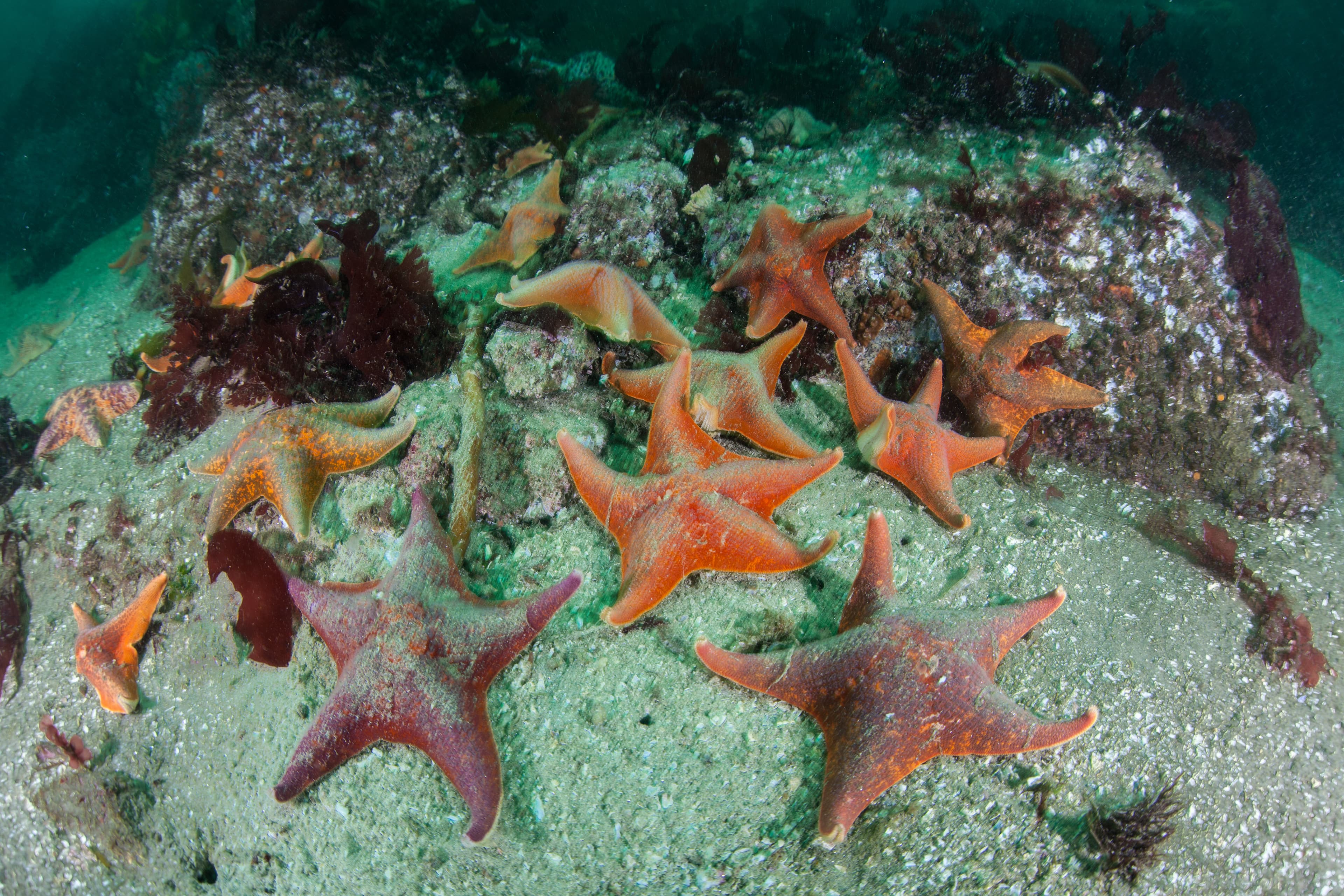 Colorful Bat Stars (Patiria miniata) crawl over the seafloor in a kelp forest along the California coast