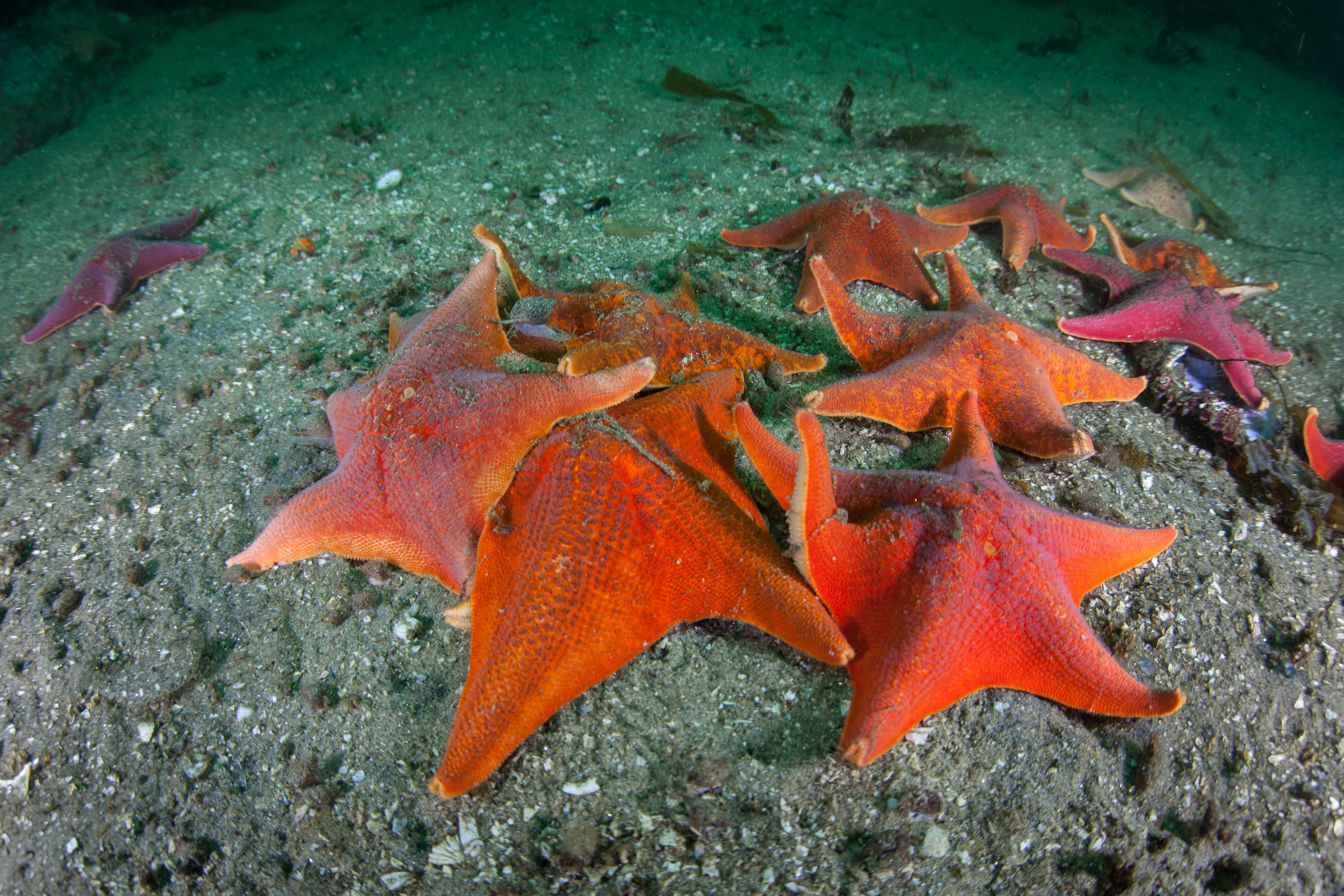 Colorful Bat Stars (Patiria miniata) crawl over the seafloor in a kelp forest along the California coast