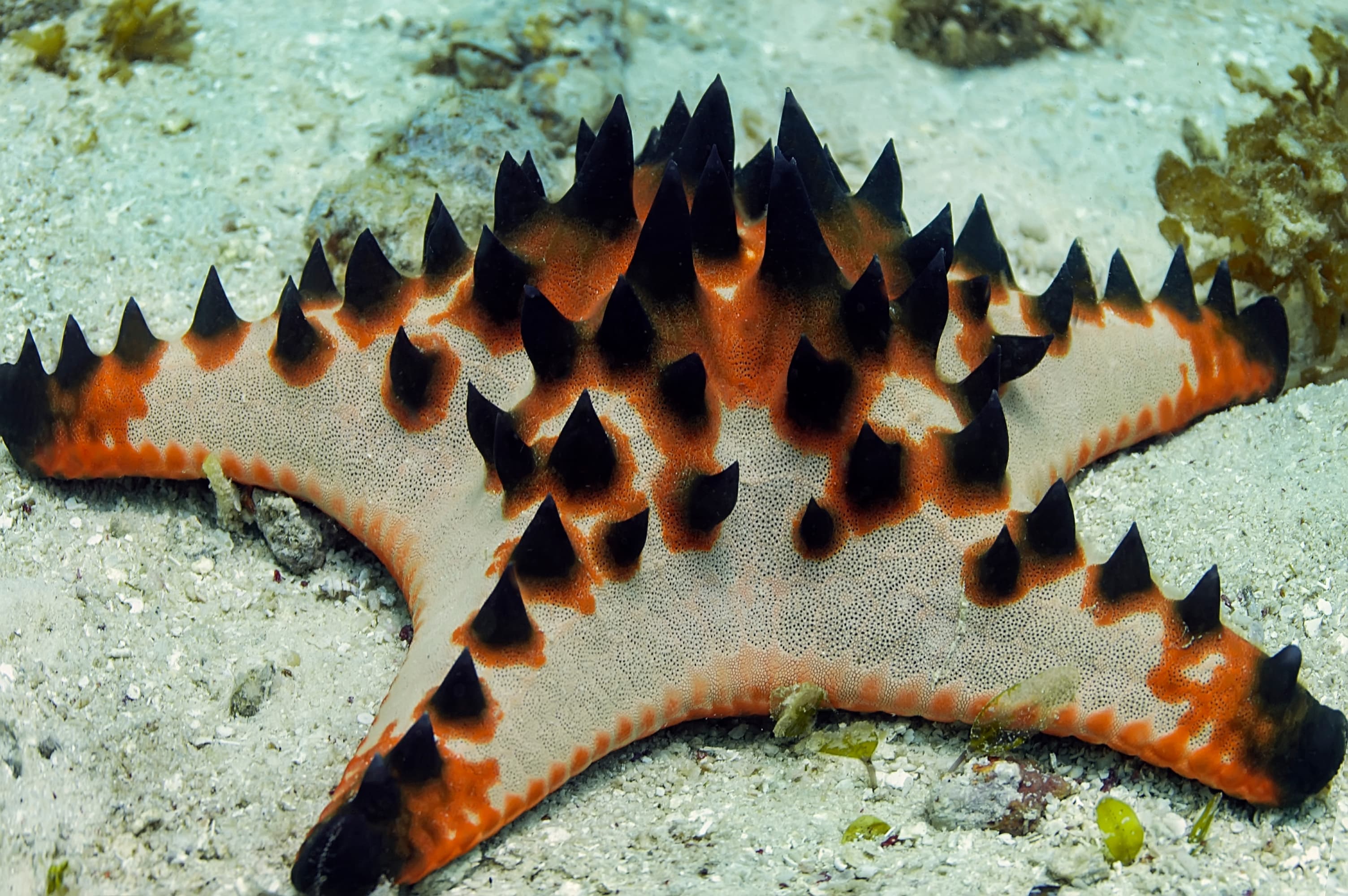 Chocolate Chip Sea Star (Protoreaster nodosus)