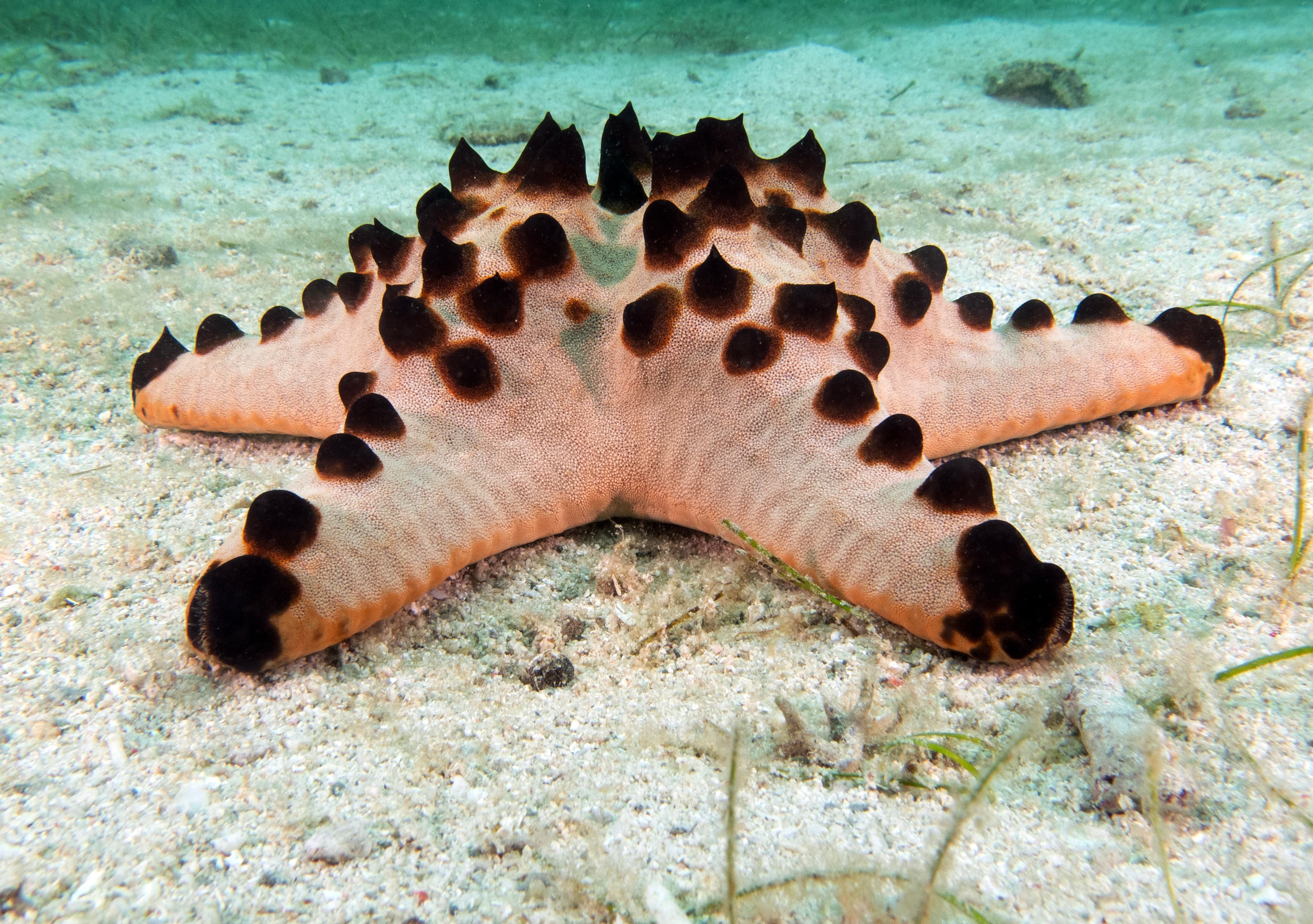 A Chocolate Chip Sea Star (Protoreaster nodosus) sea star Boracay Island Philippines