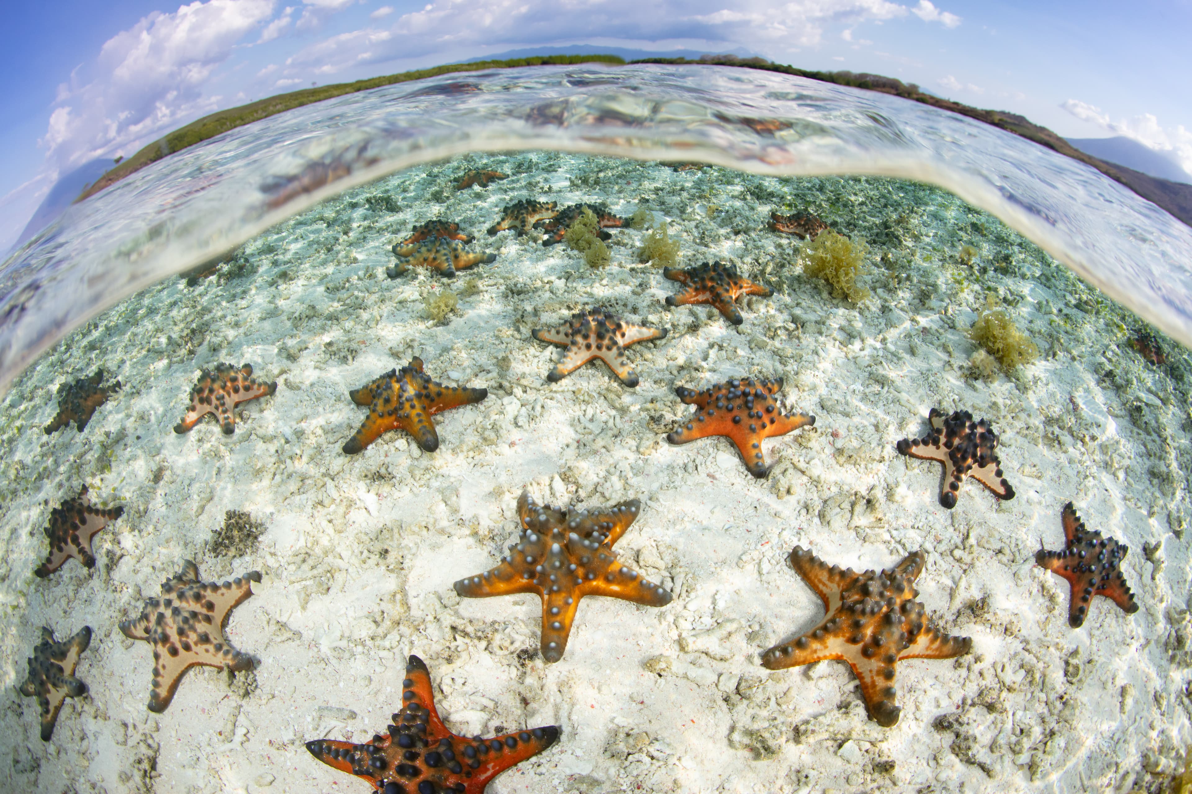 A large aggregation of Chocolate Chip Sea Star (Protoreaster nodosus) is found on a shallow, sandy seafloor in Indonesia