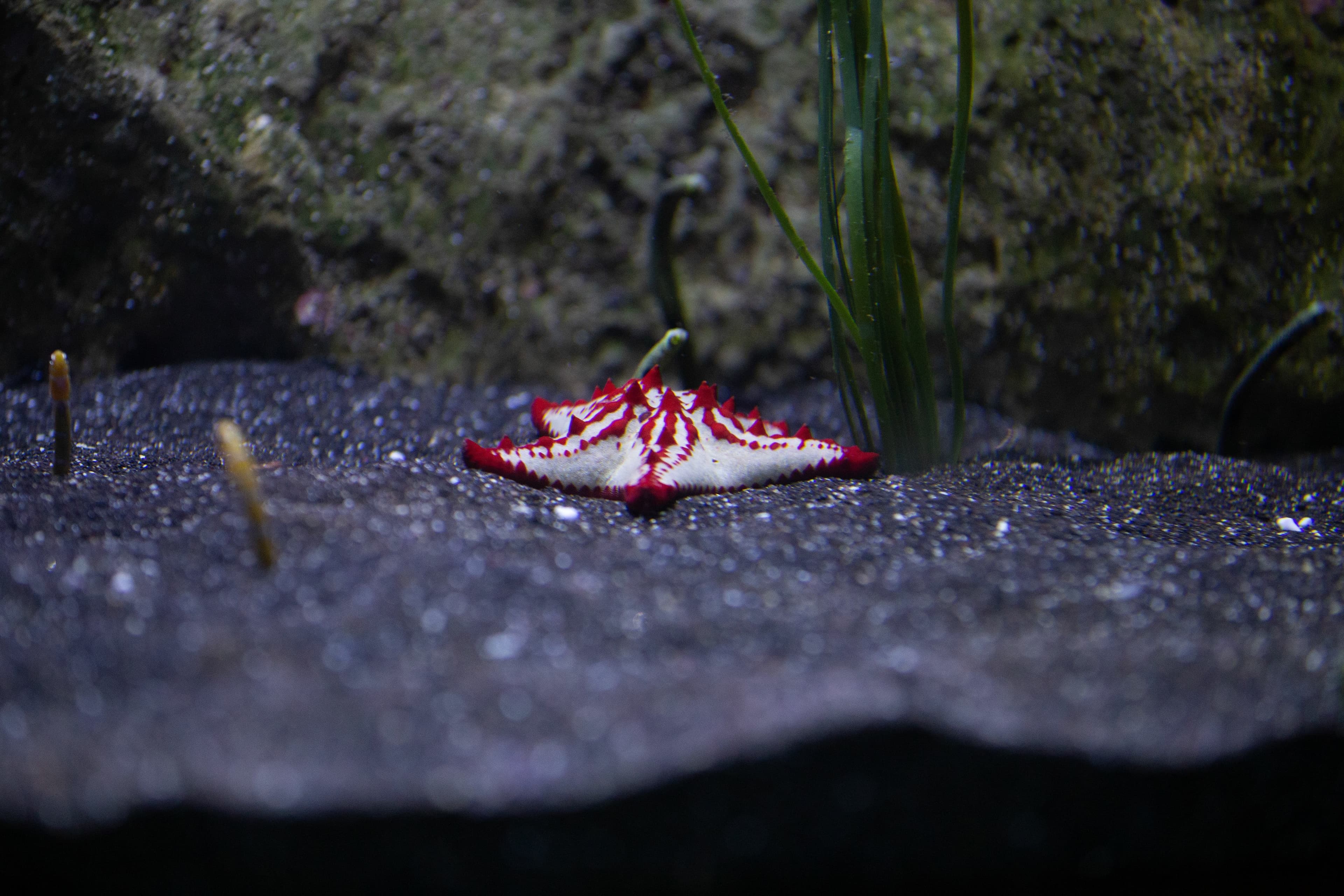 Red-knobbed Starfish (Protoreaster lincki)