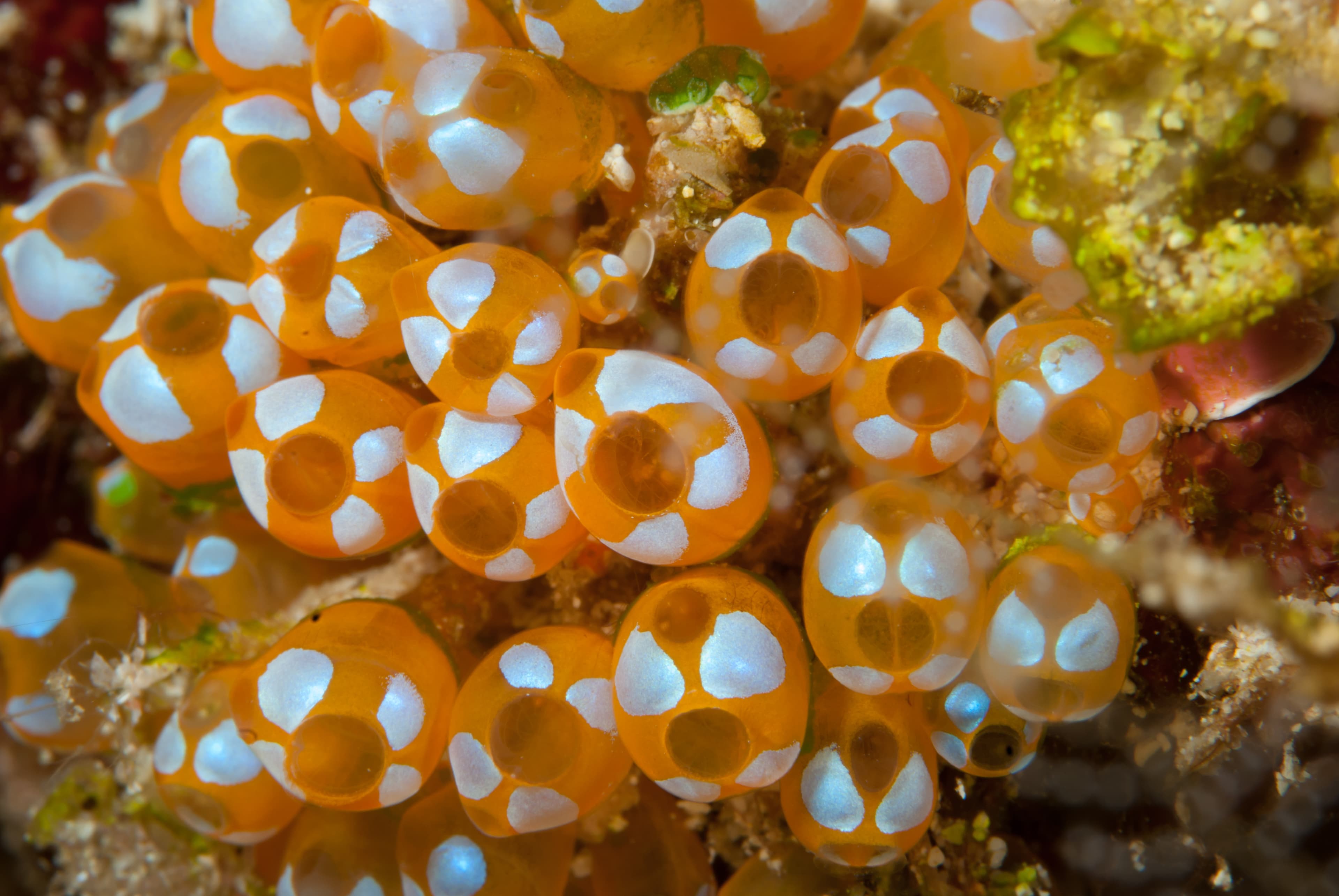 Colonial White-spotted Sea Squirt (Clavelina diminuta)