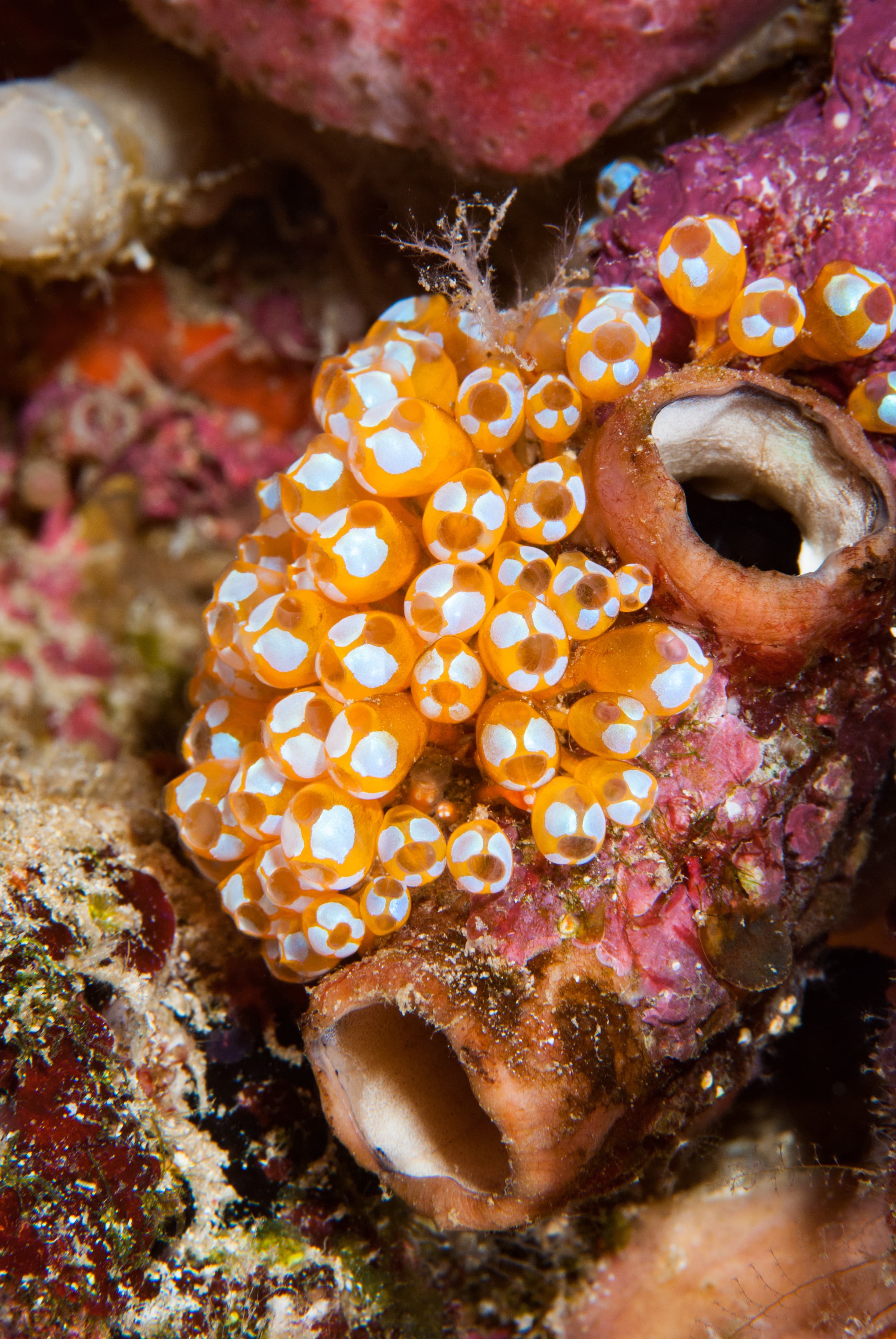 White-spotted Sea Squirt (Clavelina diminuta)