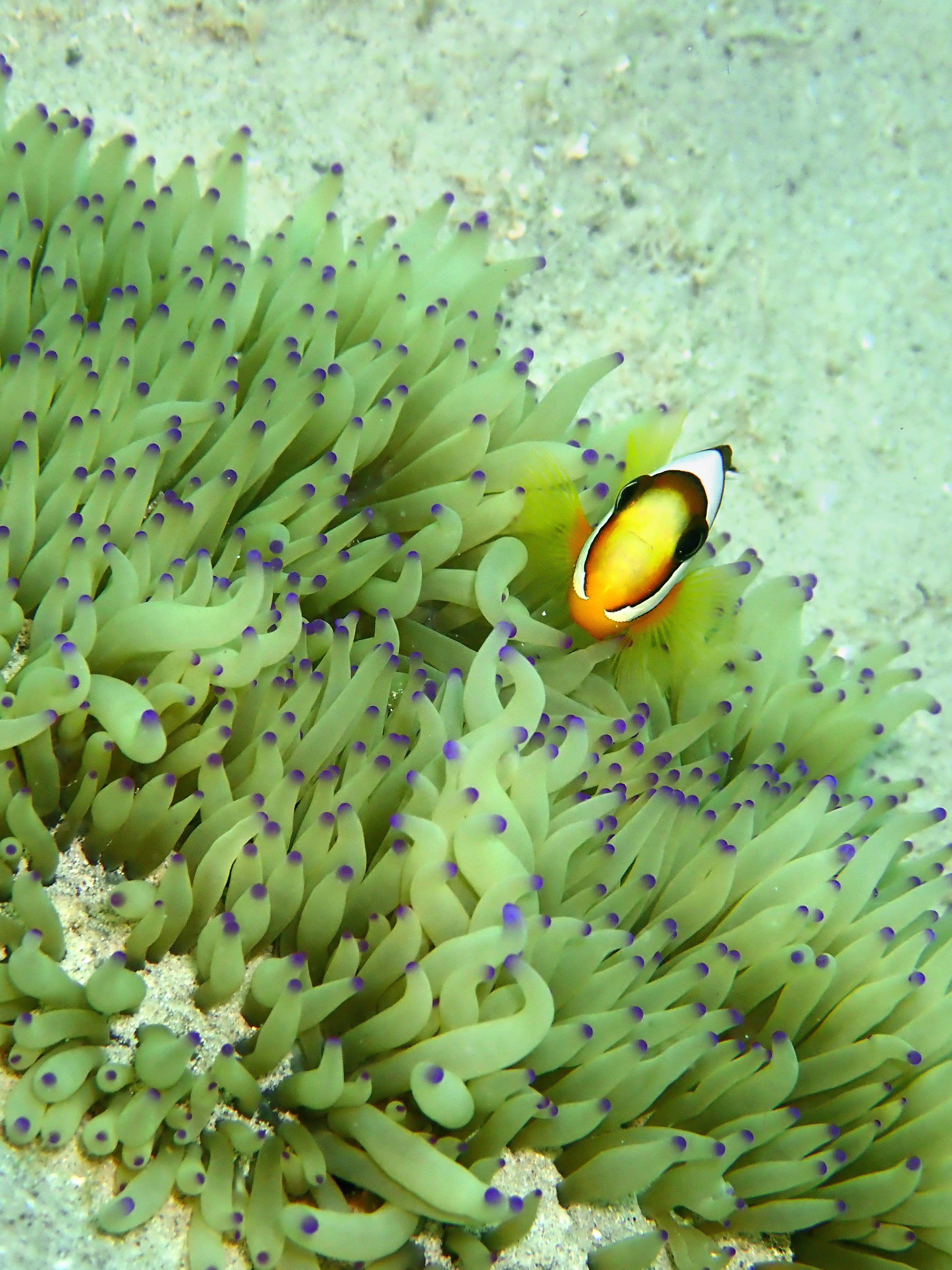 Barrier Reef anemonefish (Amphiprion akindynos), Tunku Abdul Rahman Park, Kota Kinabalu, Sabah, Malaysia, Borneo