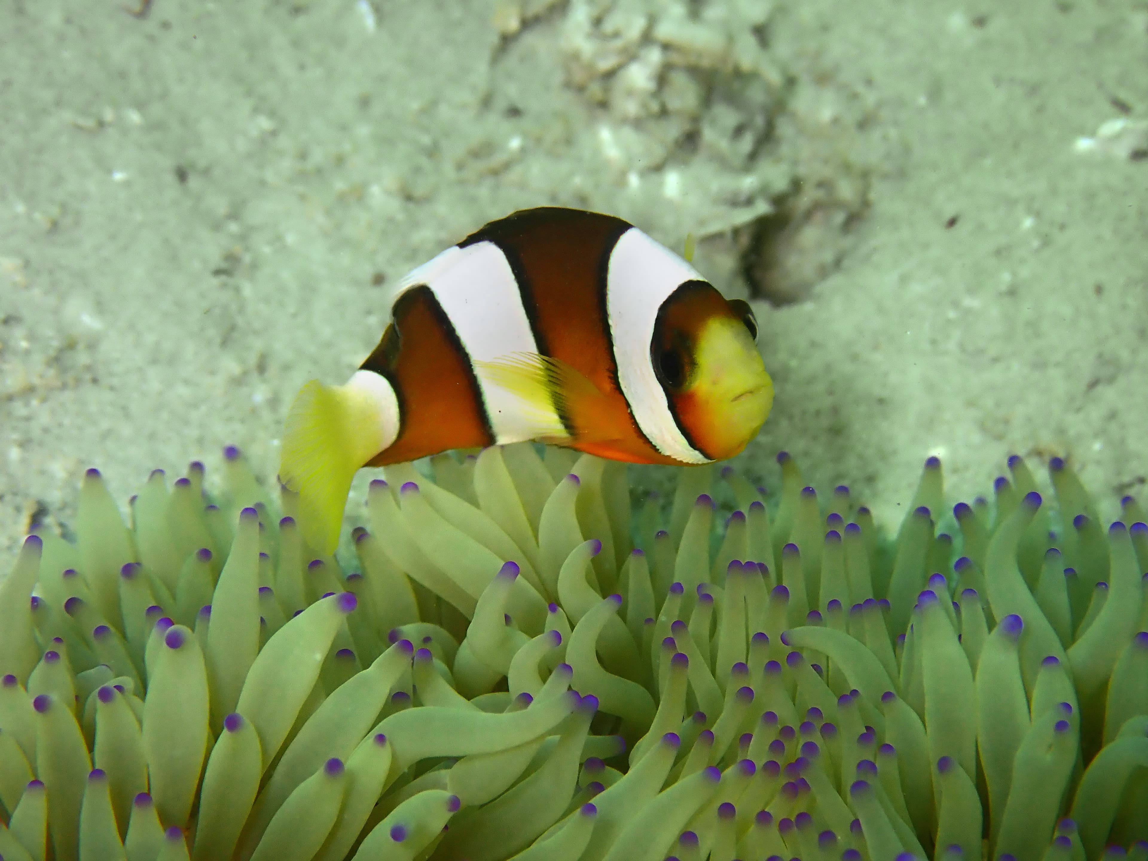 Barrier Reef anemonefish (Amphiprion akindynos), Tunku Abdul Rahman Park, Kota Kinabalu, Sabah, Malaysia, Borneo