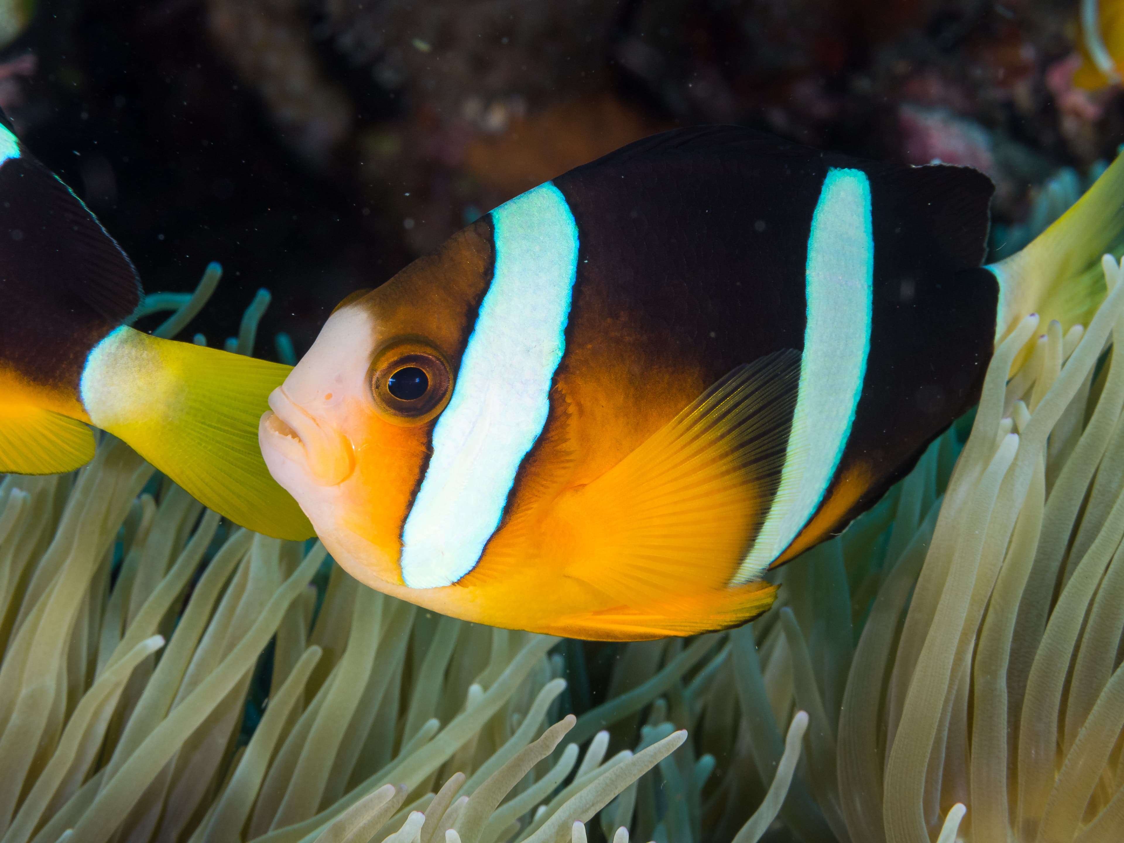 Barrier Reef anemonefish (Amphiprion akindynos)