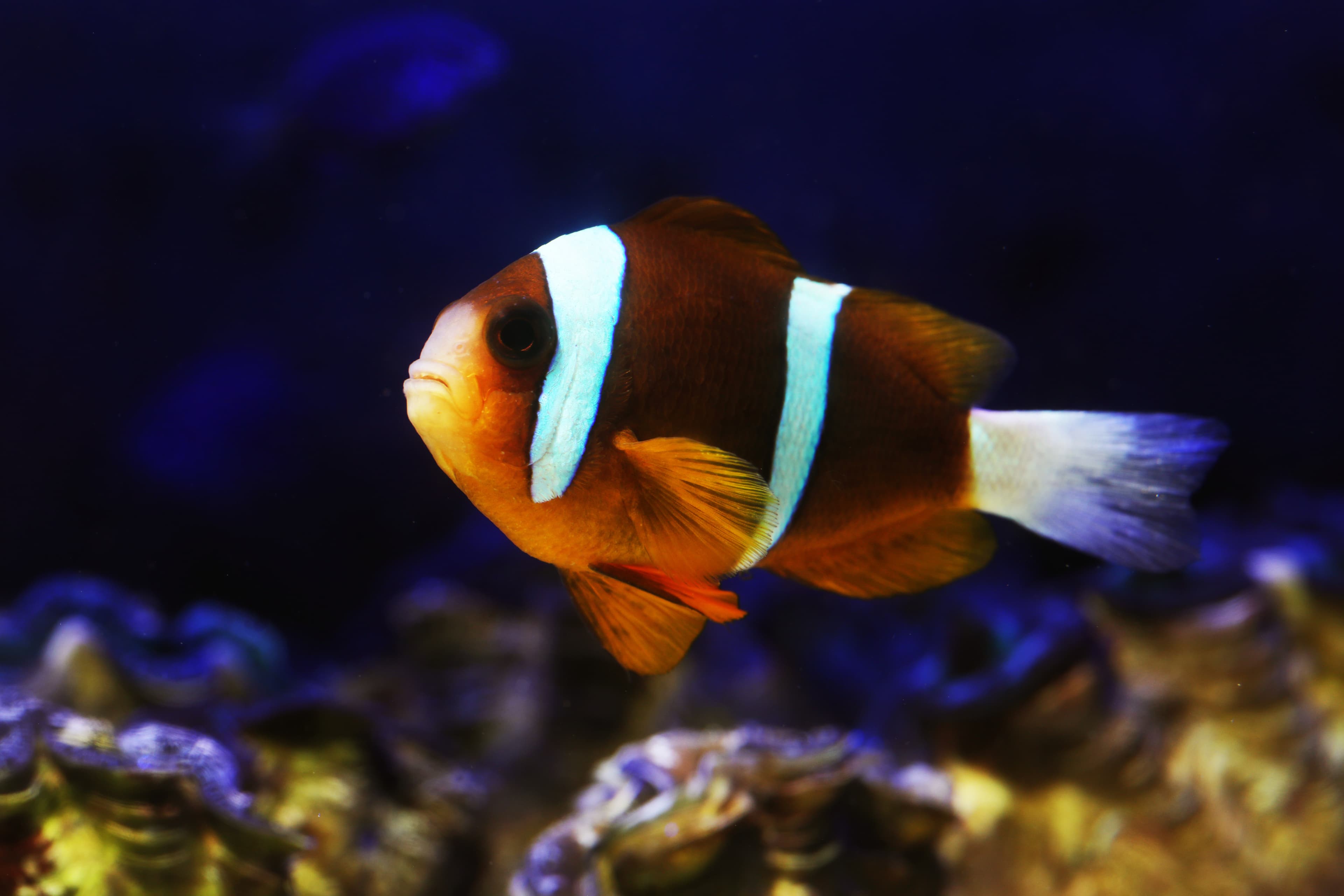 Barrier Reef anemonefish (Amphiprion akindynos)