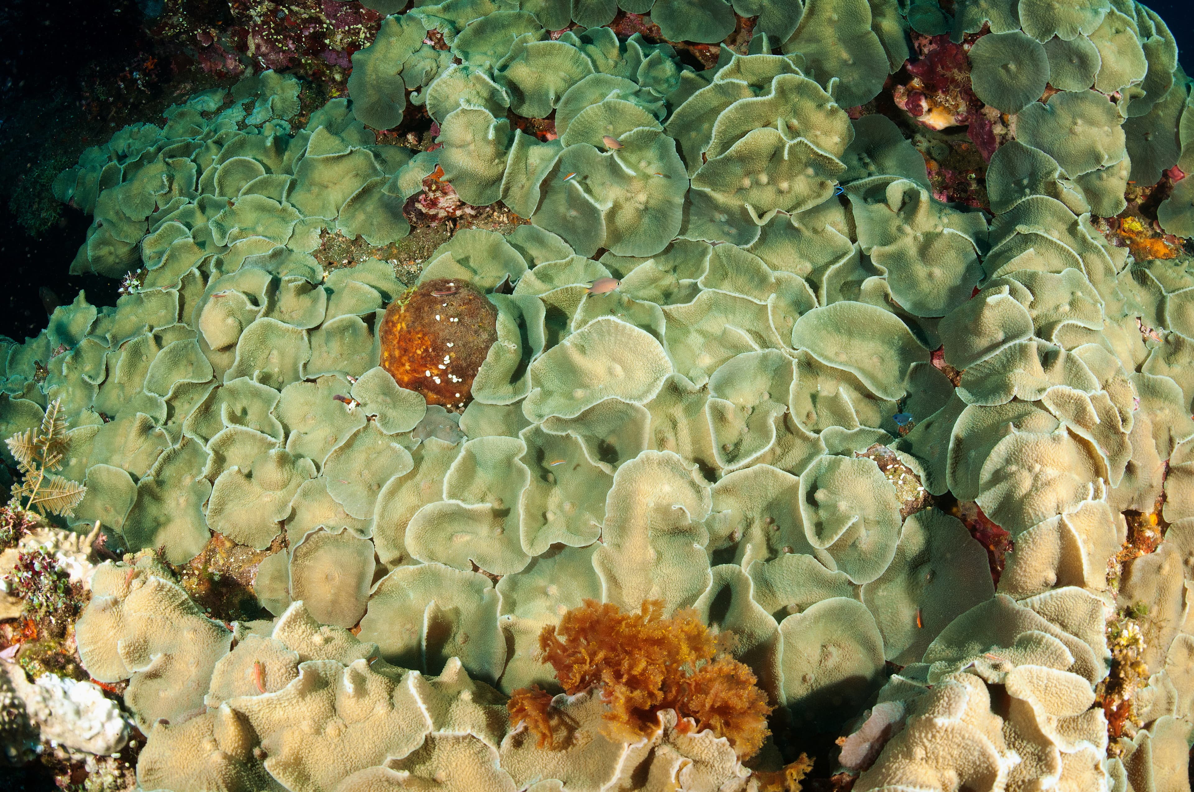 Discosoma sp. covering Liberty Wreck, Tulamben, Bali, Indonesia