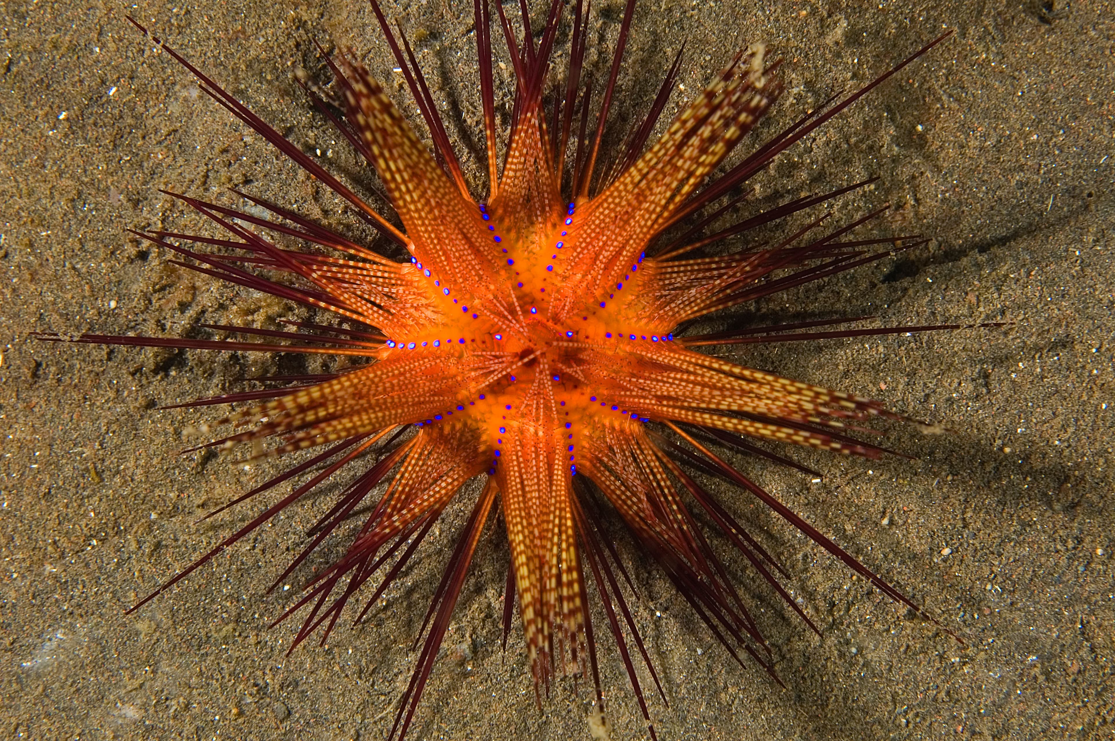 Blue-spotted Urchin (Astropyga radiata), Bali, Indonesia