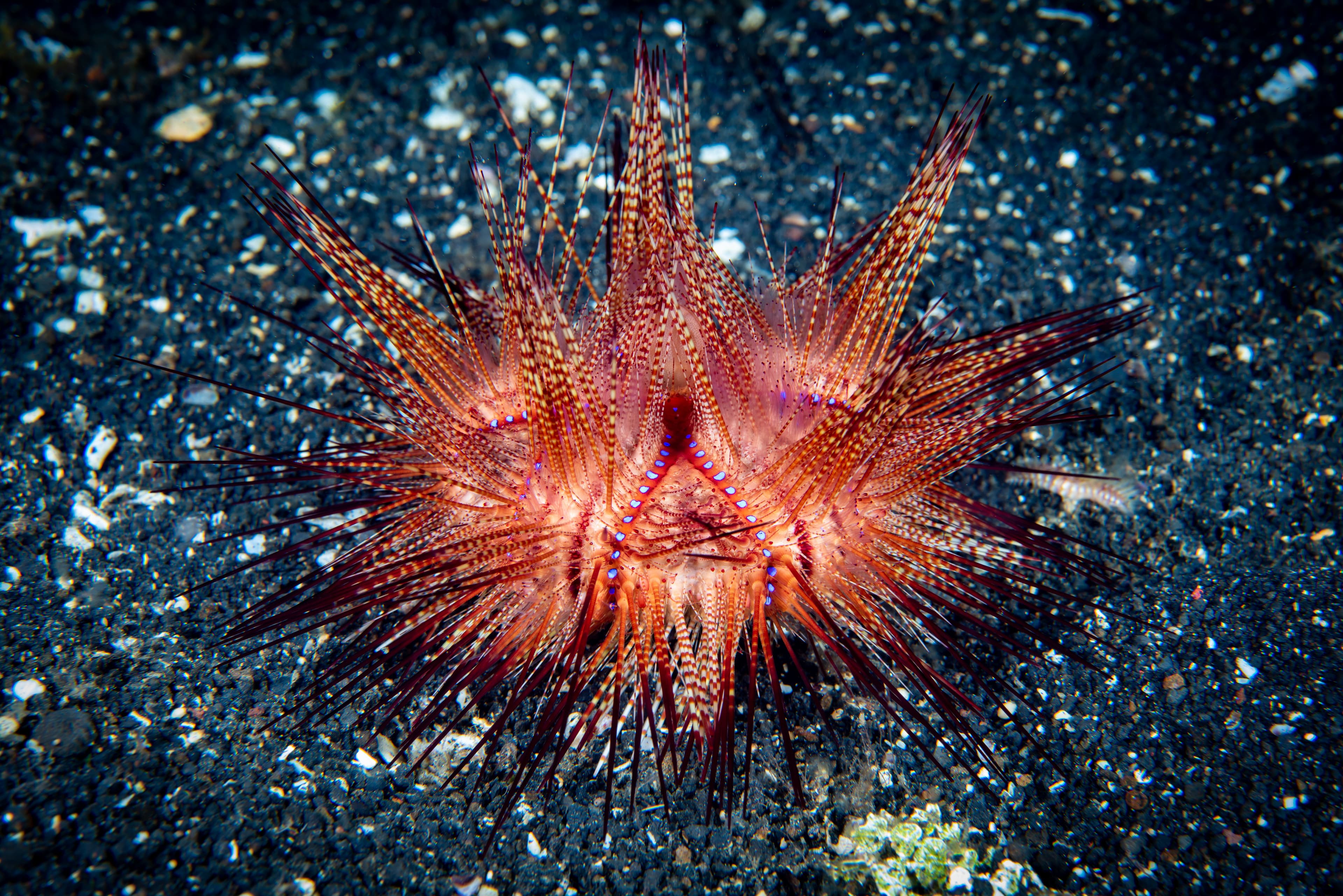 Fire Urchin (Astropyga radiata)