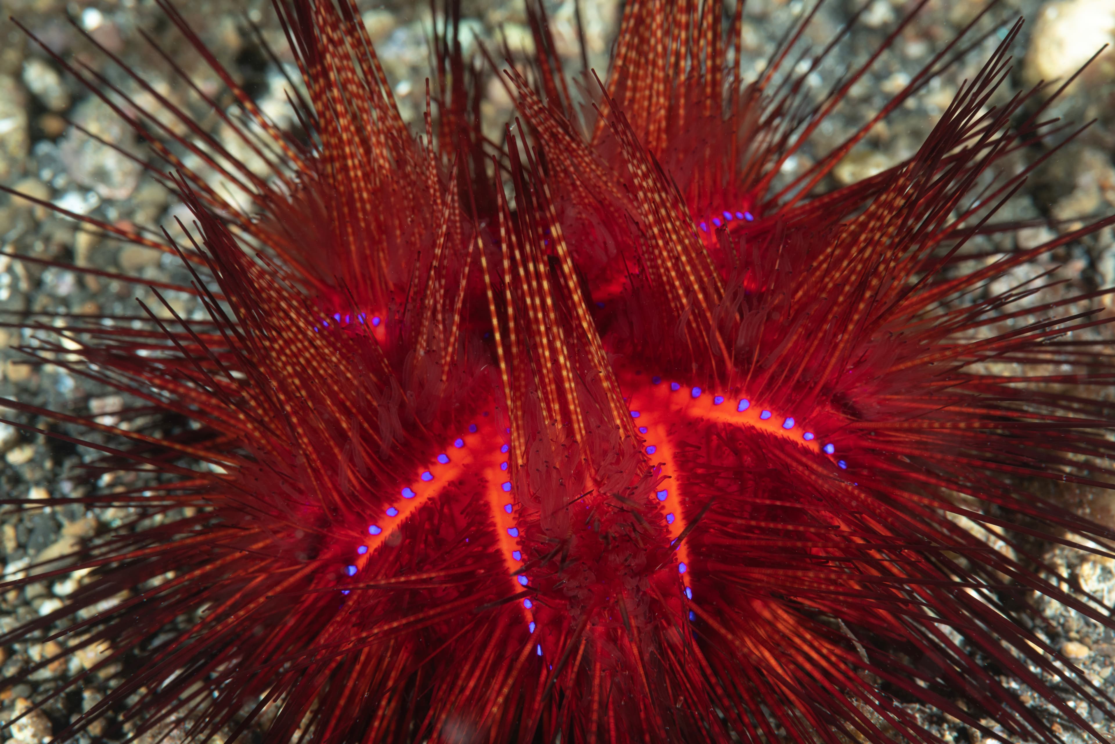 Blue-spotted Urchin (Astropyga radiata)