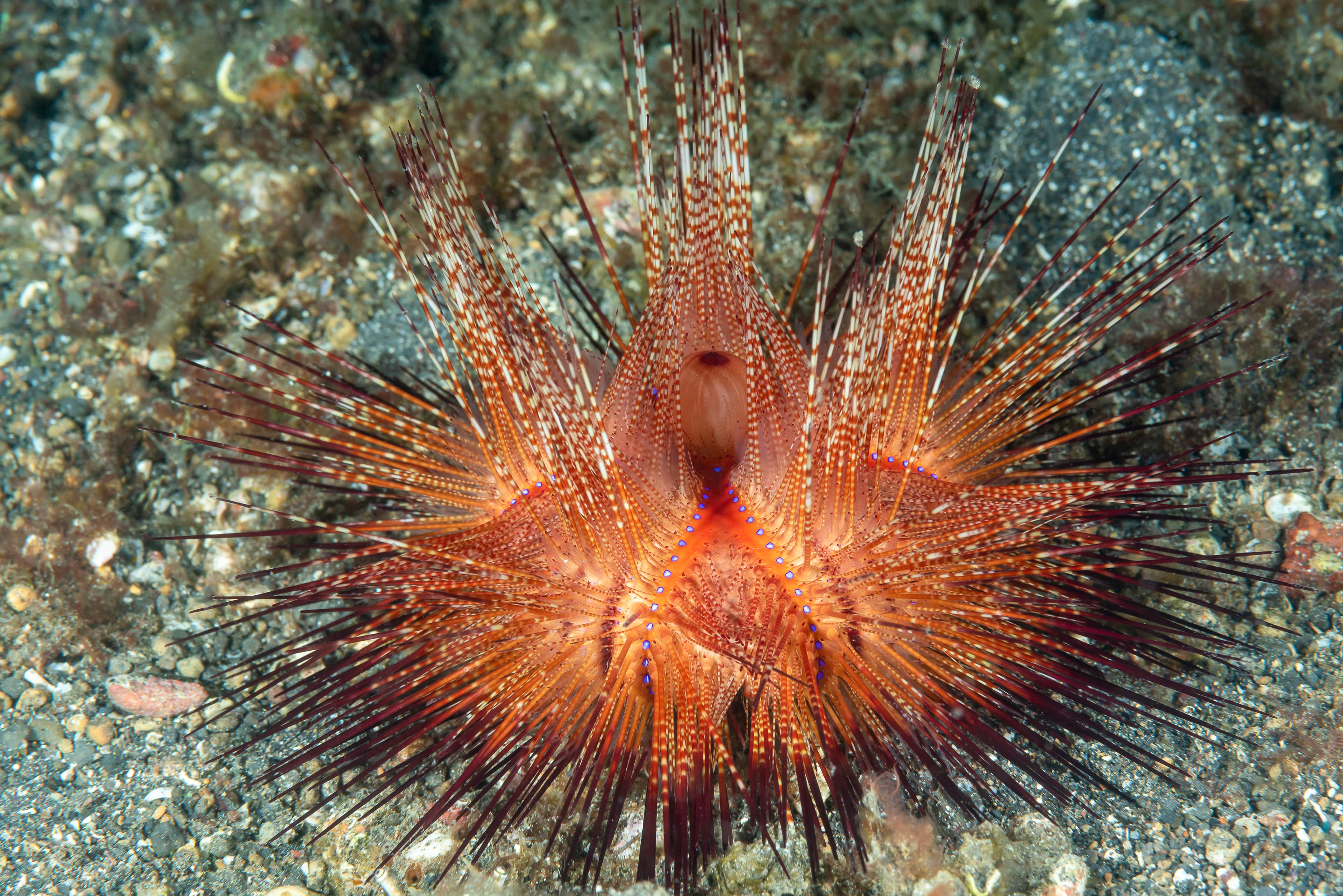 Blue-spotted Urchin (Astropyga radiata)