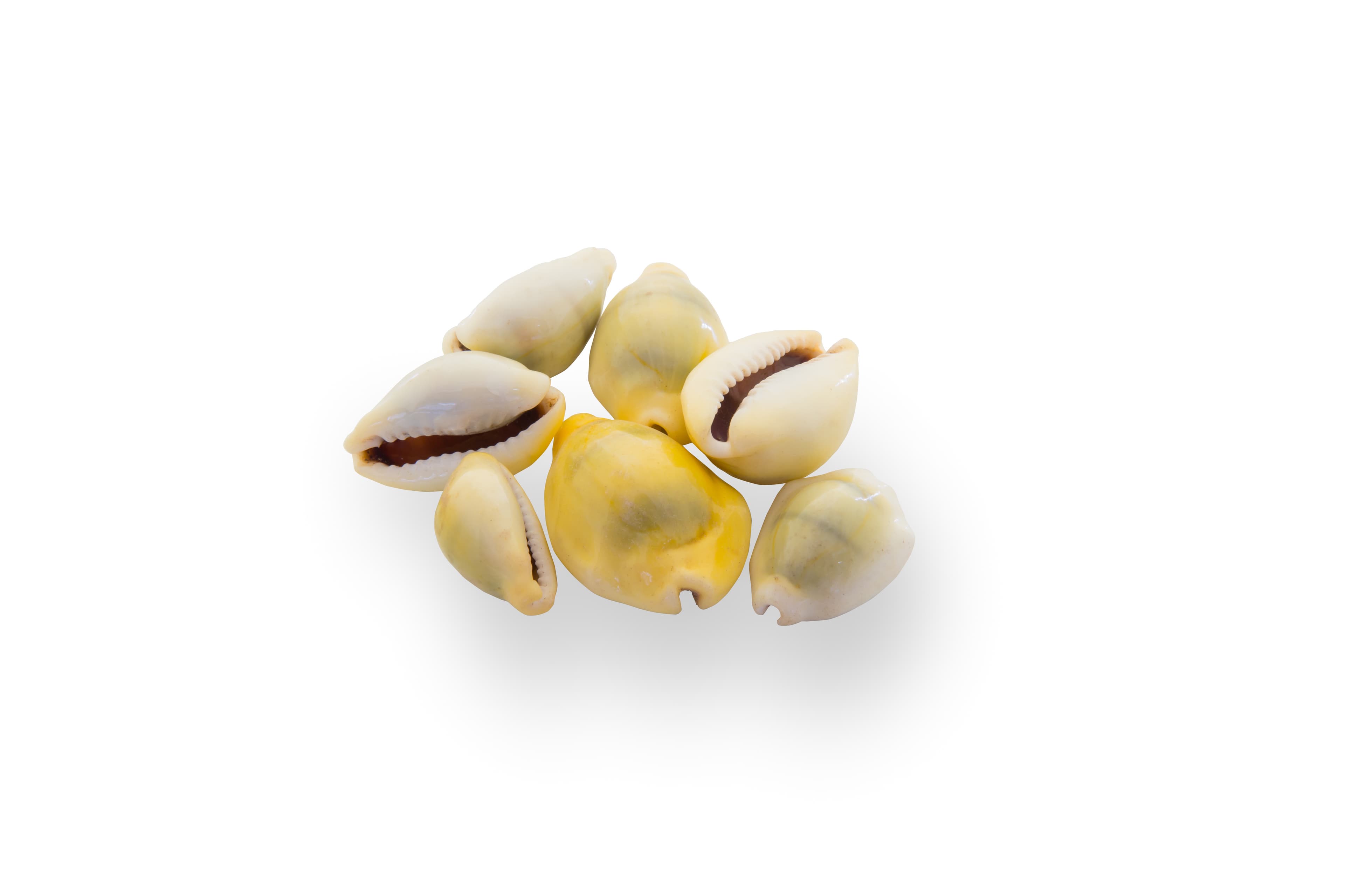 Money Cowrie (Monetaria moneta) shells