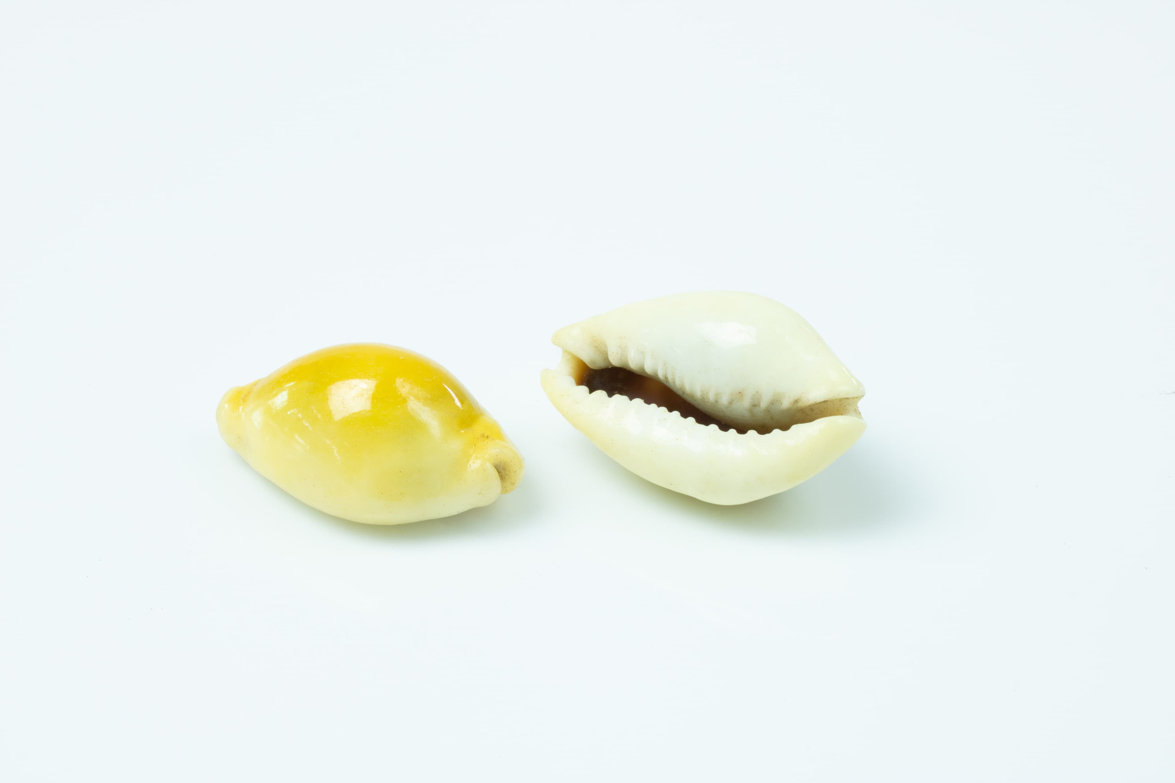 Money Cowrie (Monetaria moneta) shells