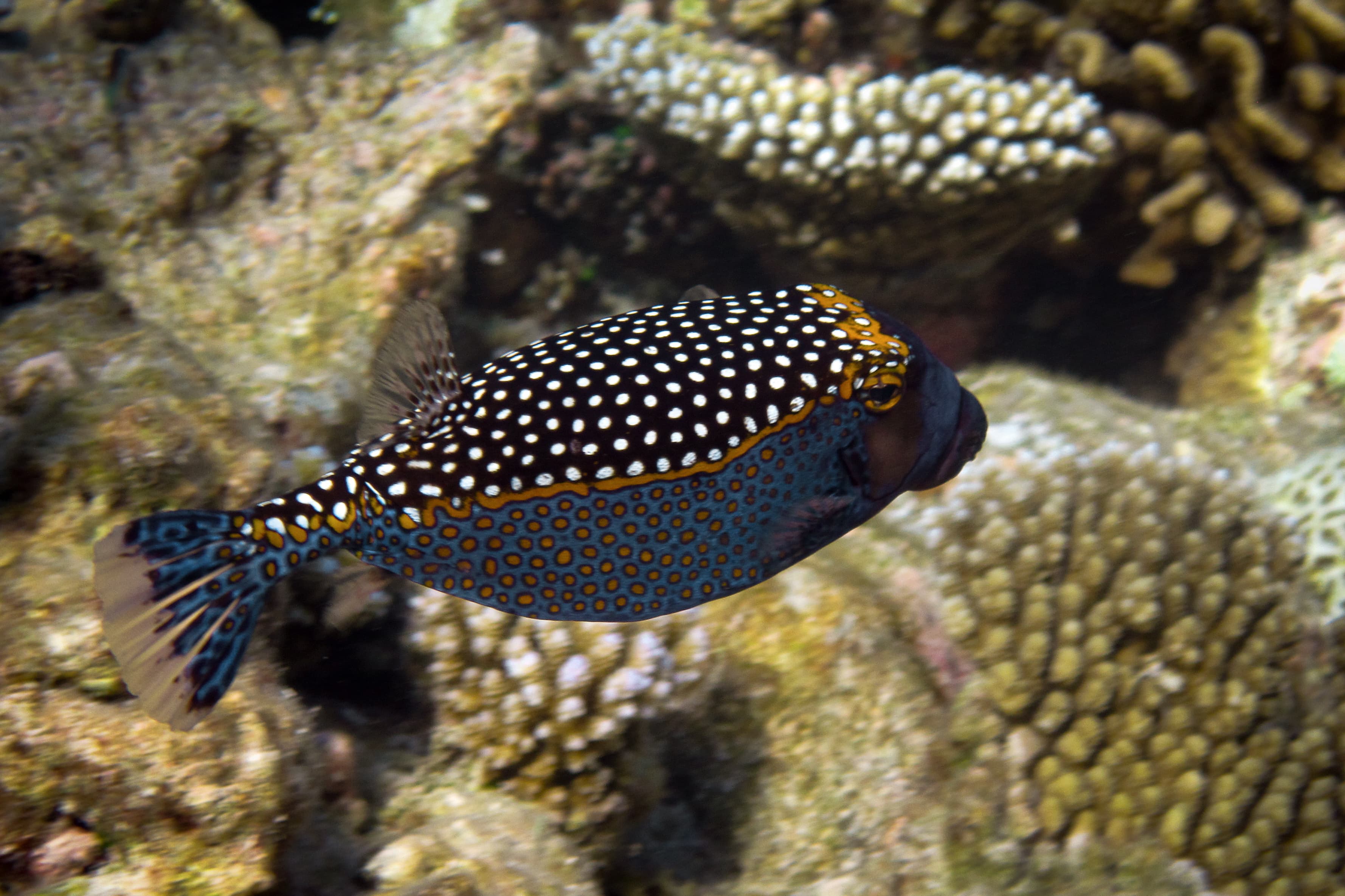 Male Spotted Boxfish (Ostracion Meleagris)