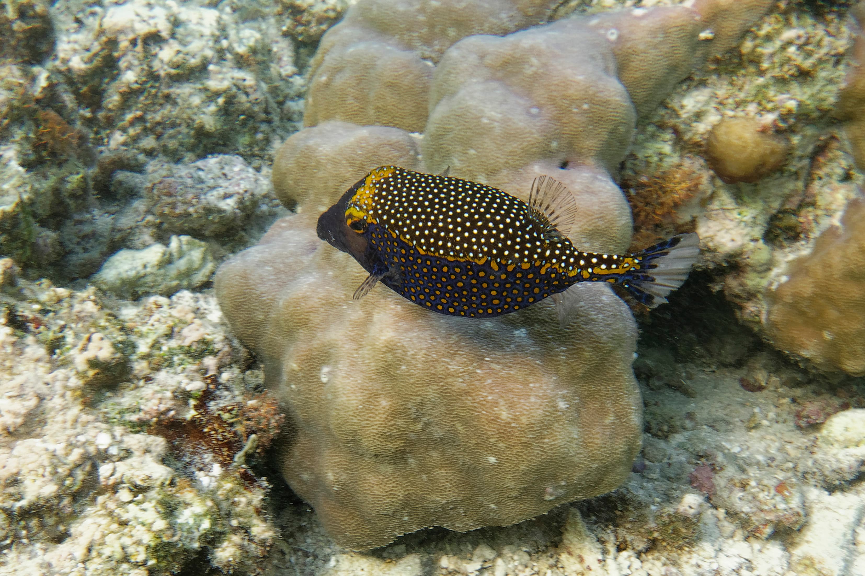 Male Spotted Boxfish (Ostracion Meleagris), Bunaken Island, Sulawesi, Indonesia