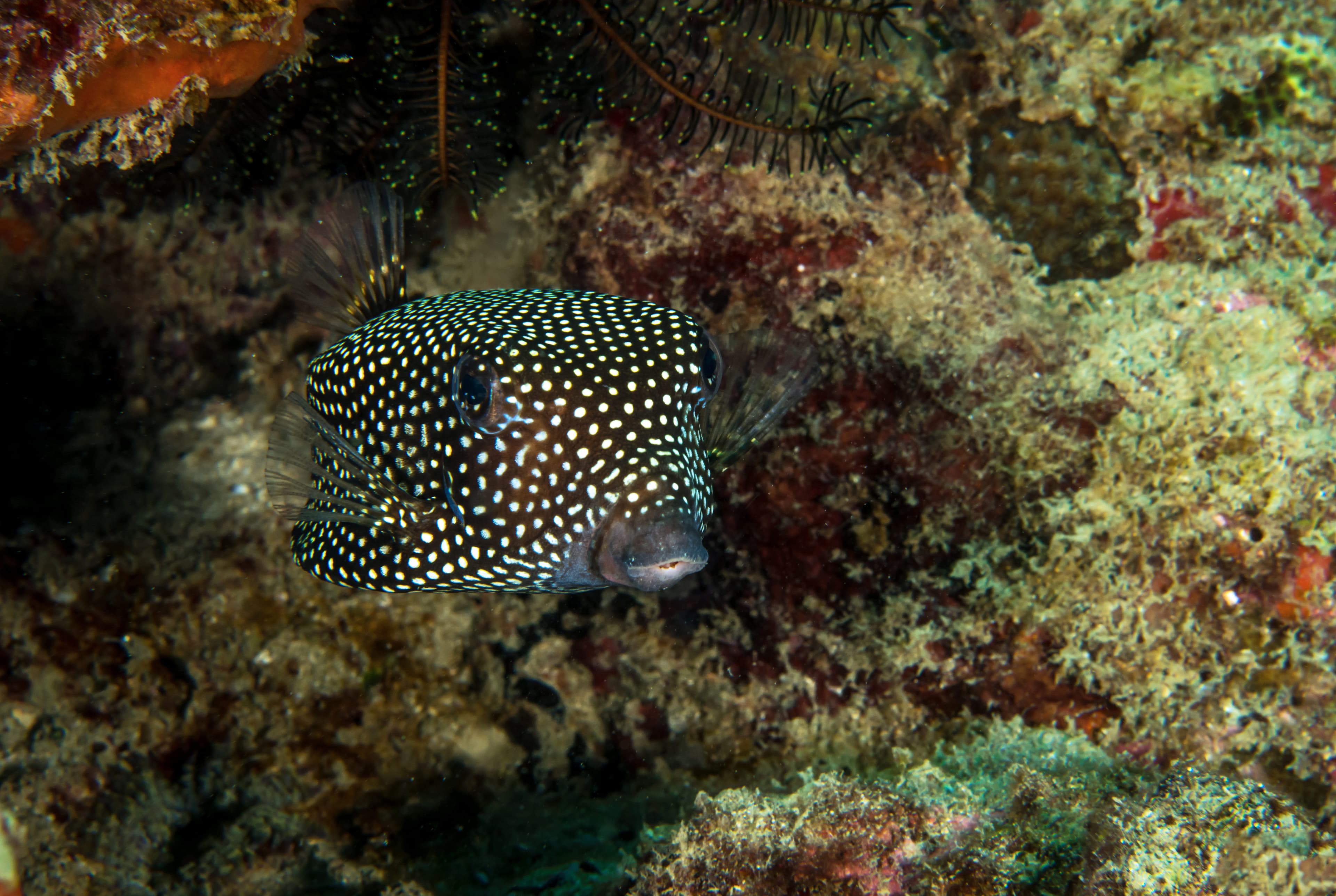 Female Spotted Boxfish (Ostracion Meleagris)