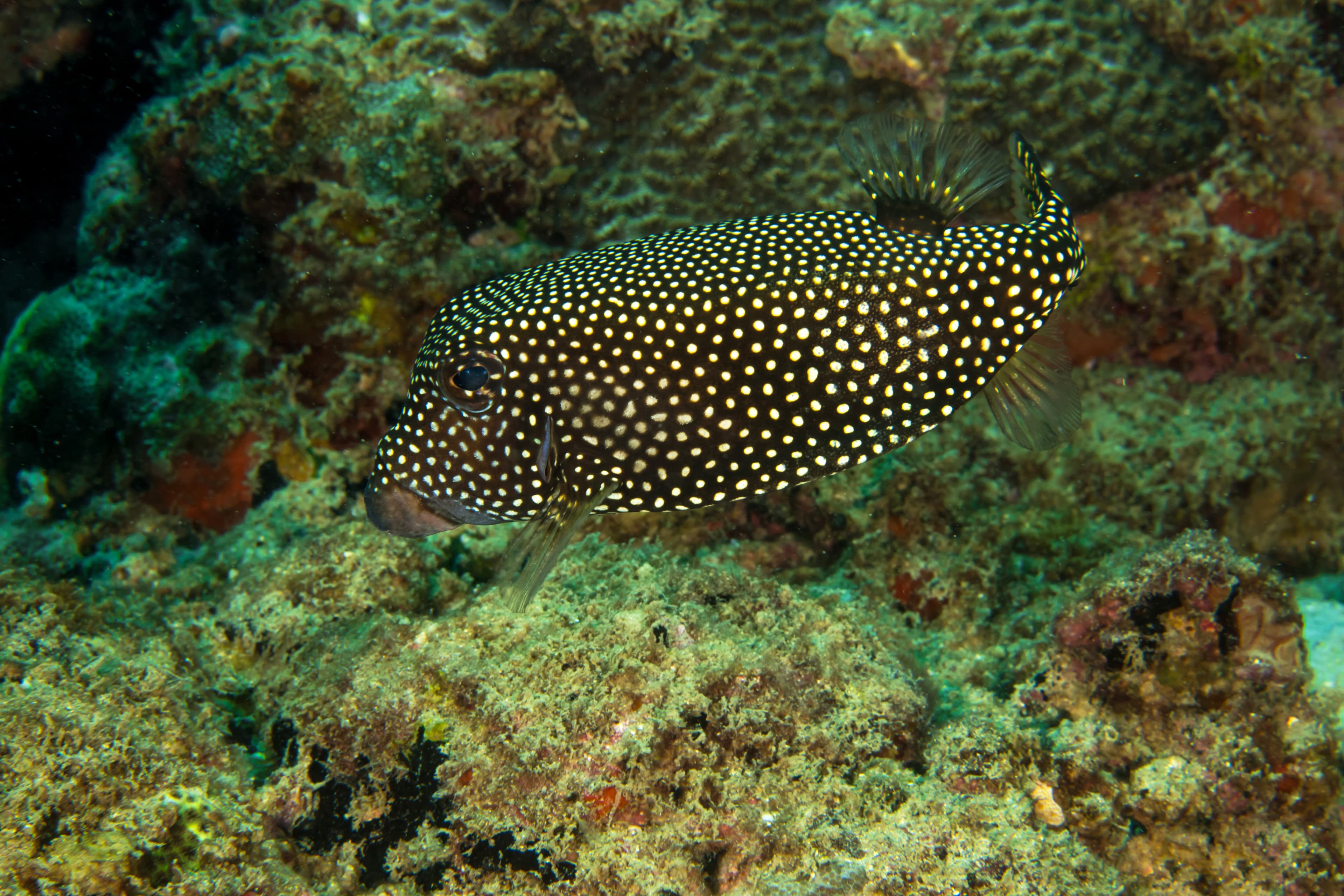 Female Spotted Boxfish (Ostracion Meleagris)