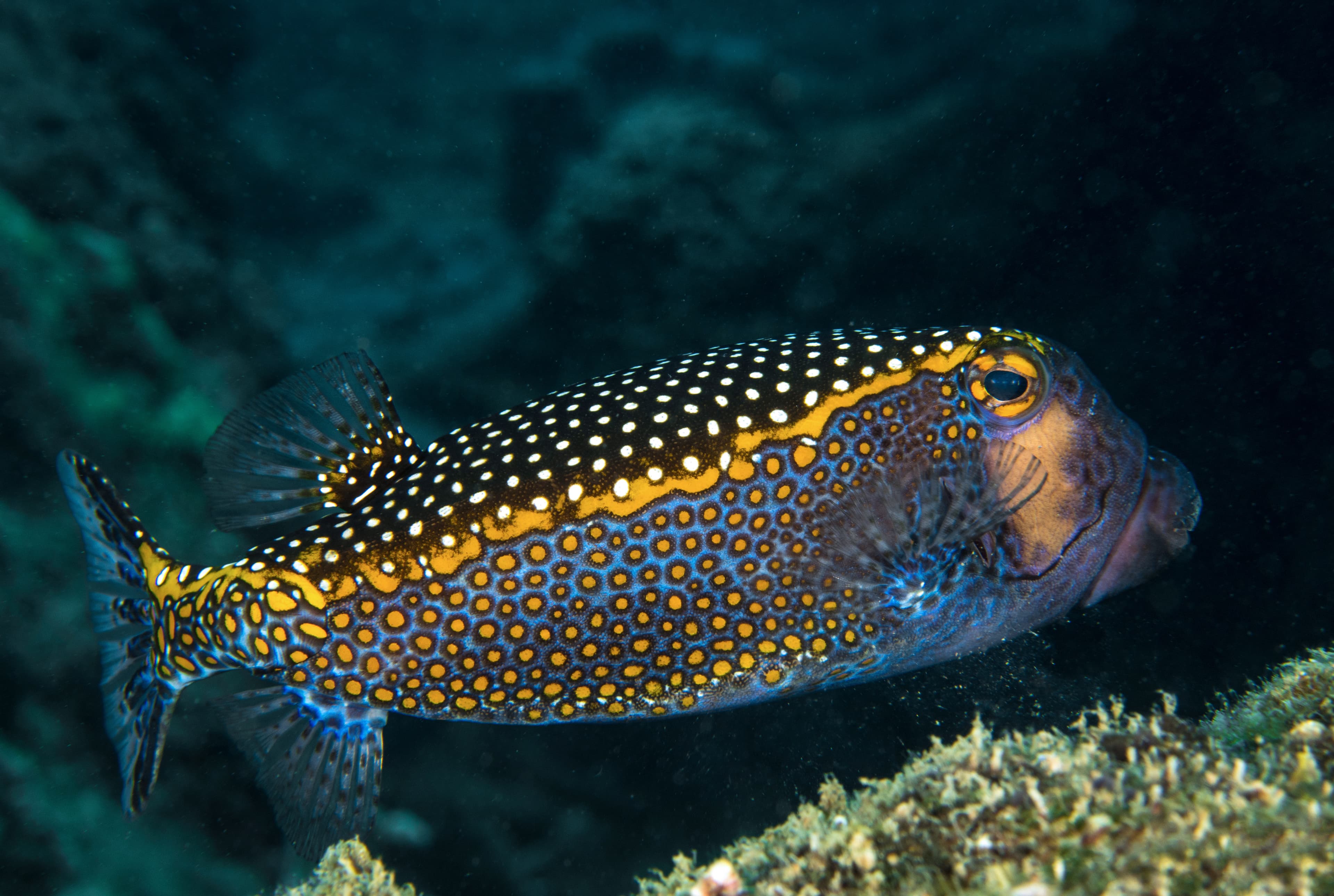 Male Spotted Boxfish (Ostracion Meleagris)