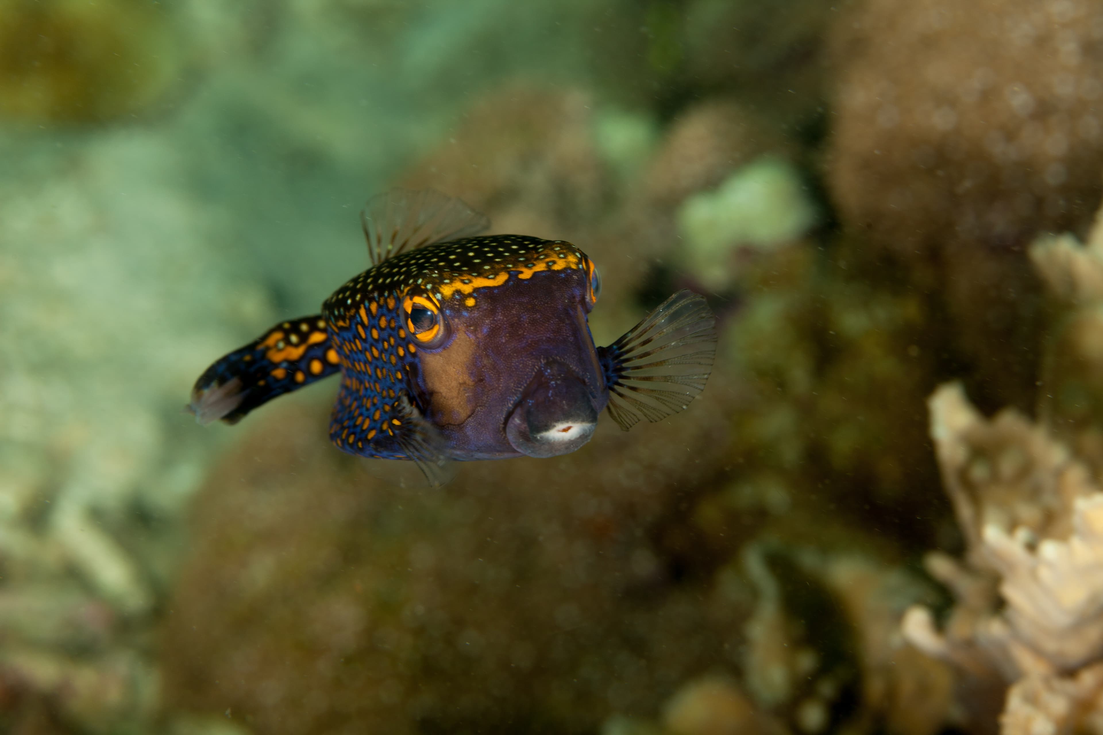 Male Spotted Boxfish (Ostracion Meleagris)