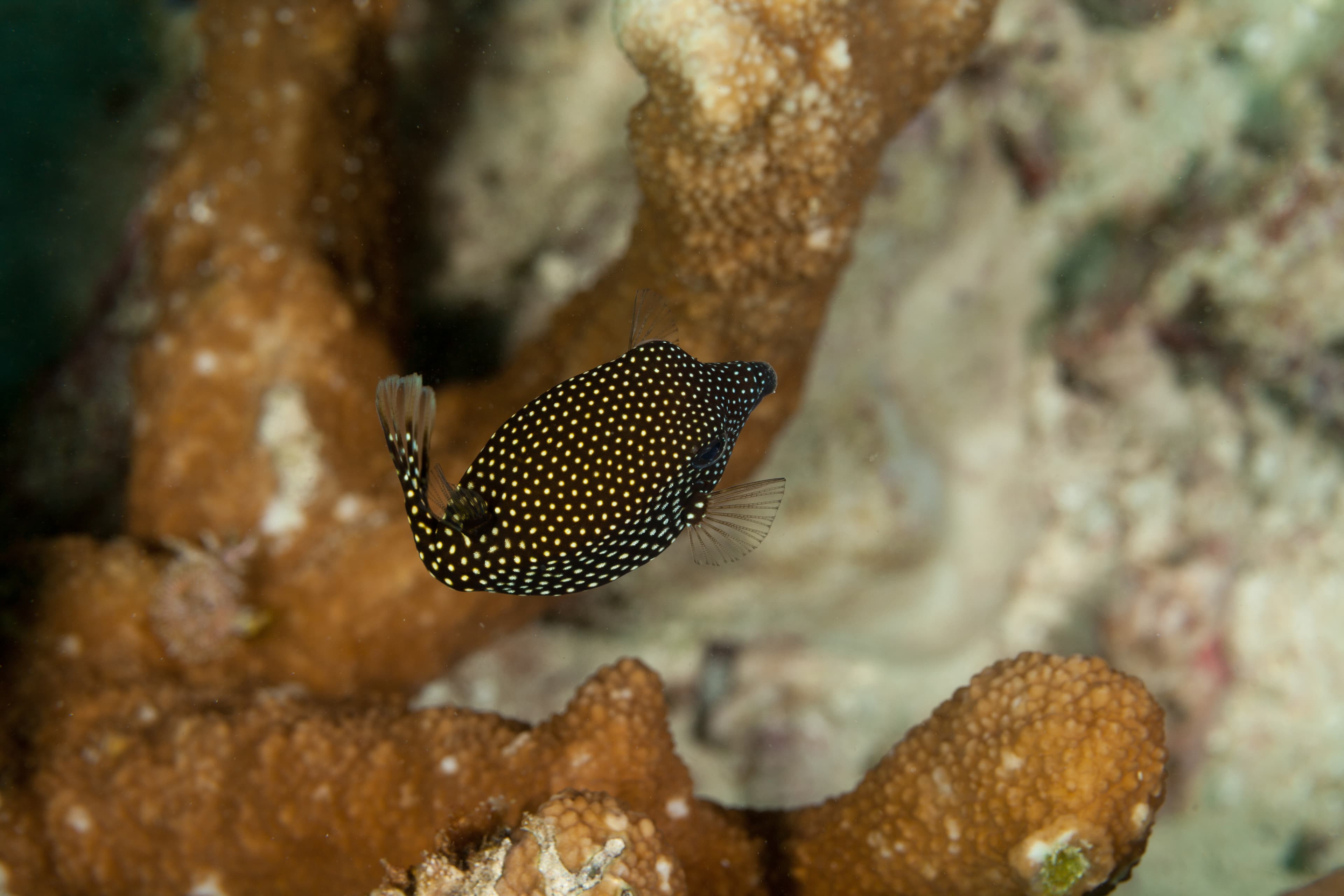 Juvenile Spotted Boxfish (Ostracion Meleagris)