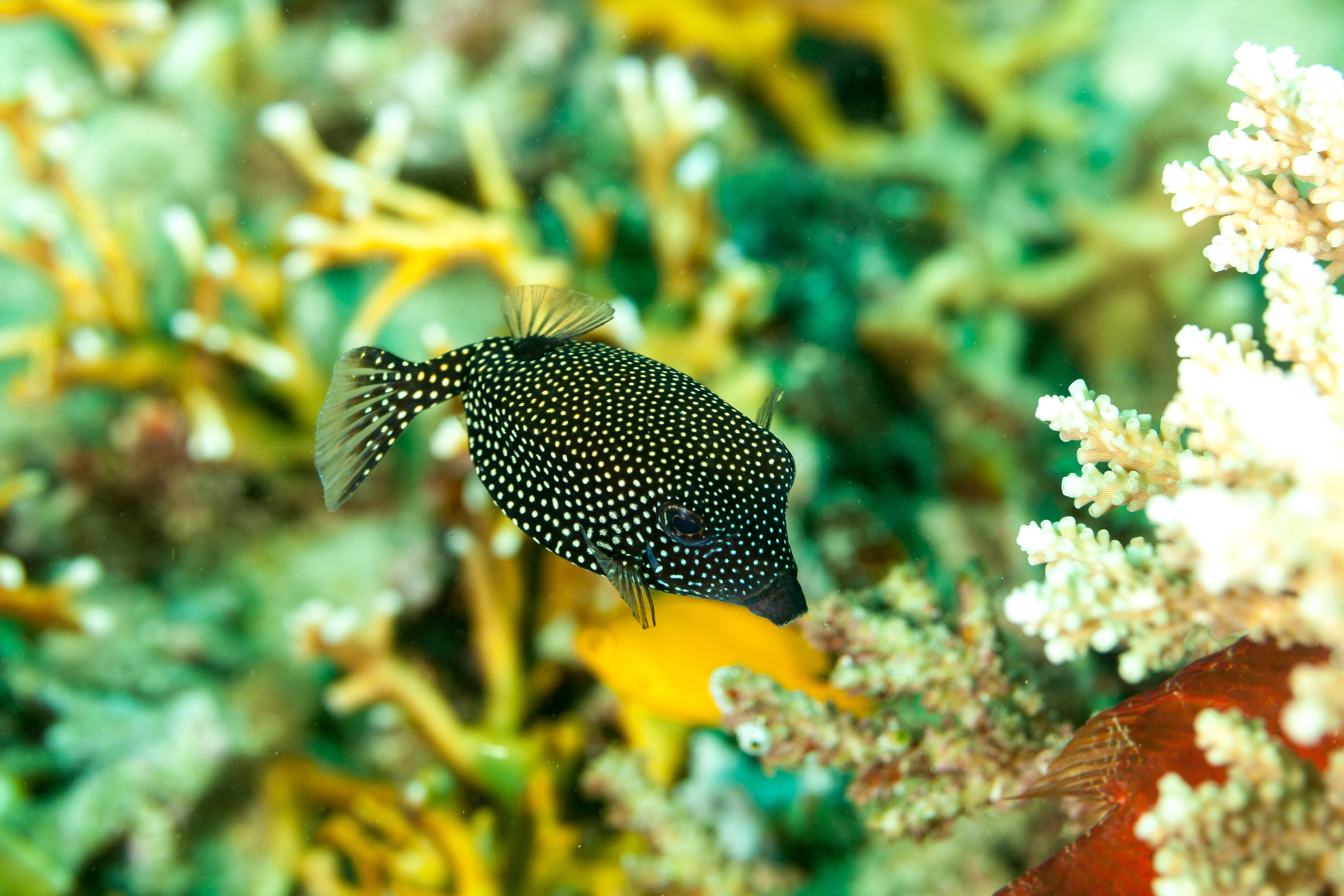 Juvenile Spotted Boxfish (Ostracion Meleagris)