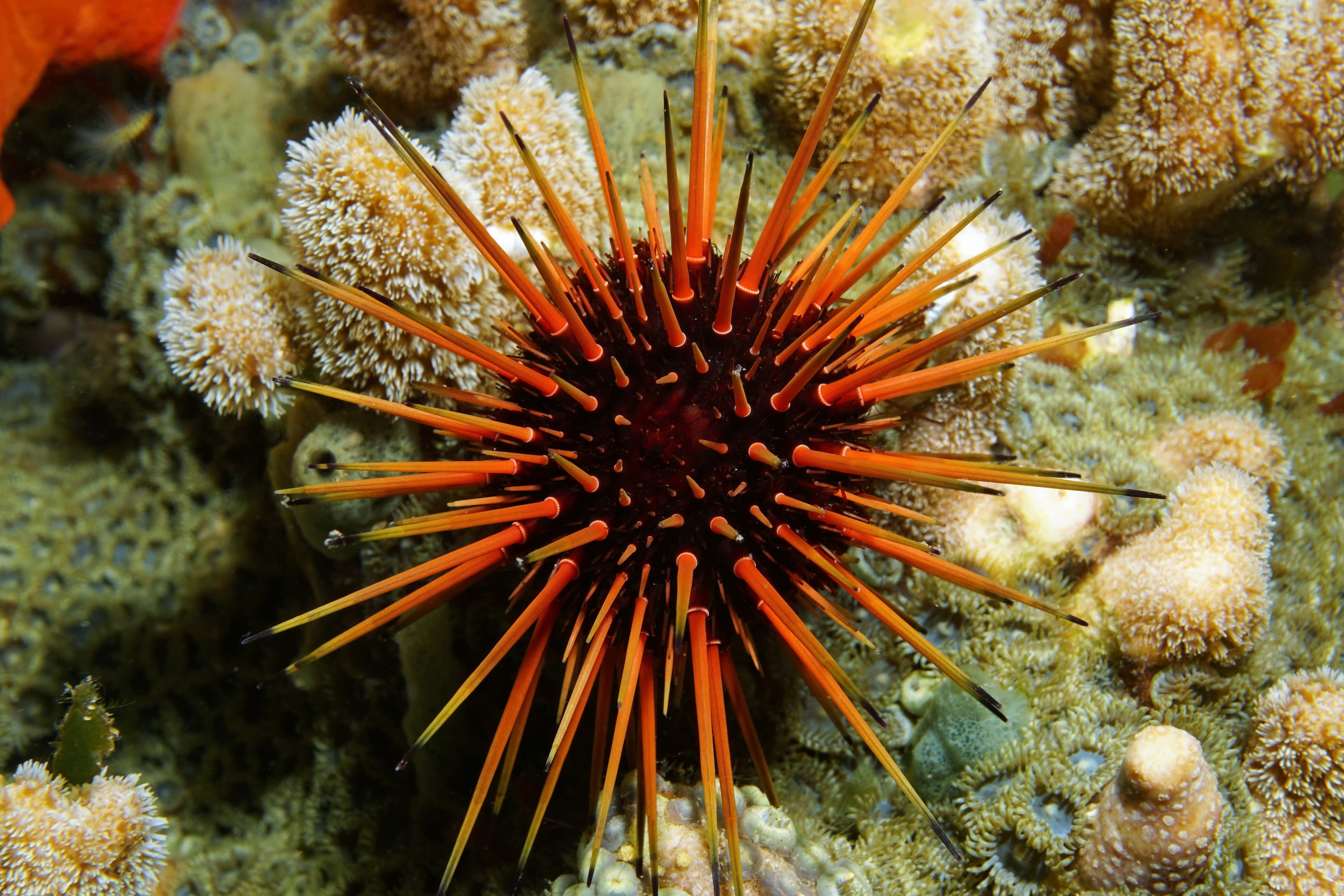 Caribbean Reef Urchin (Echinometra viridis)