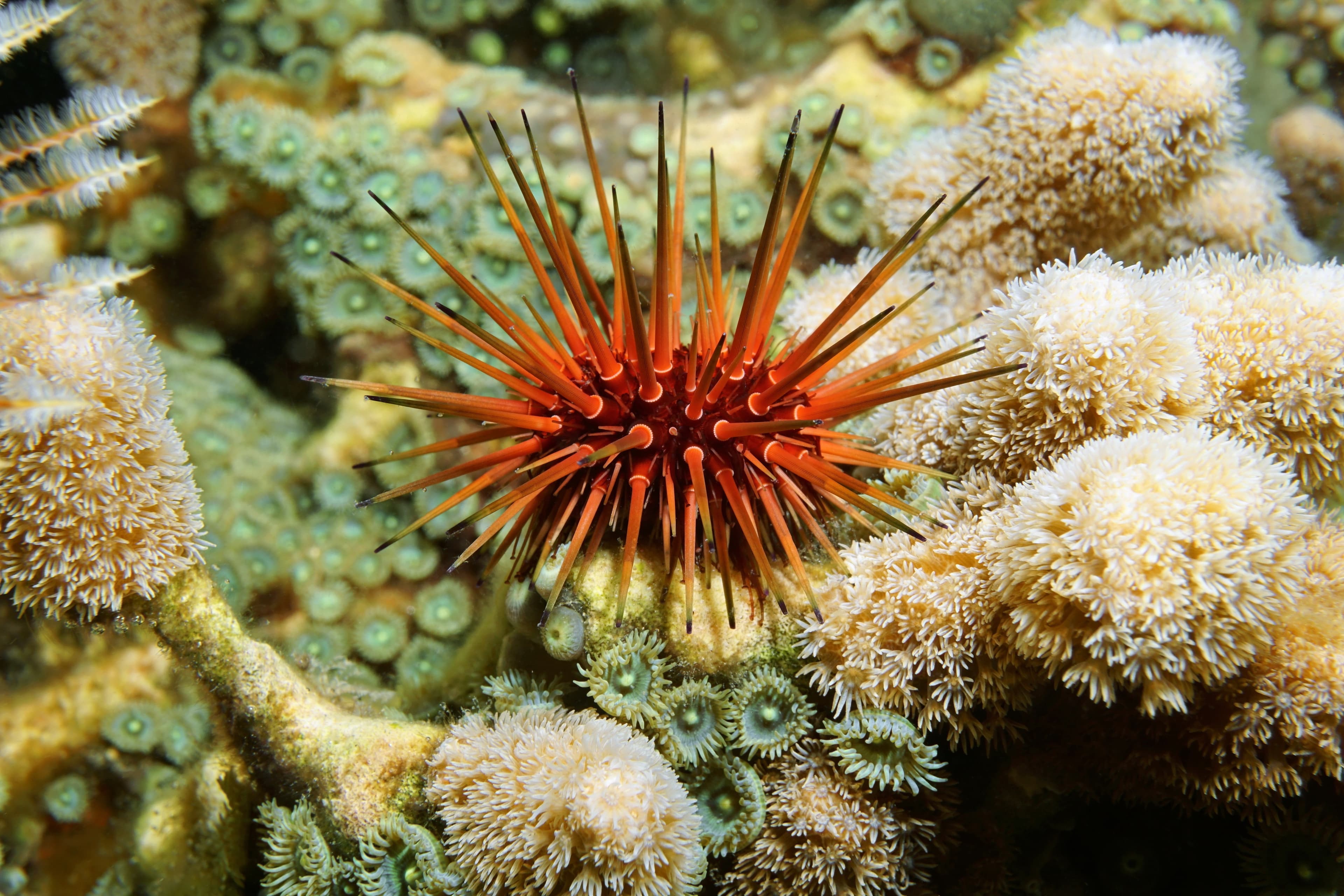 Reef Urchin (Echinometra viridis), Caribbean Sea