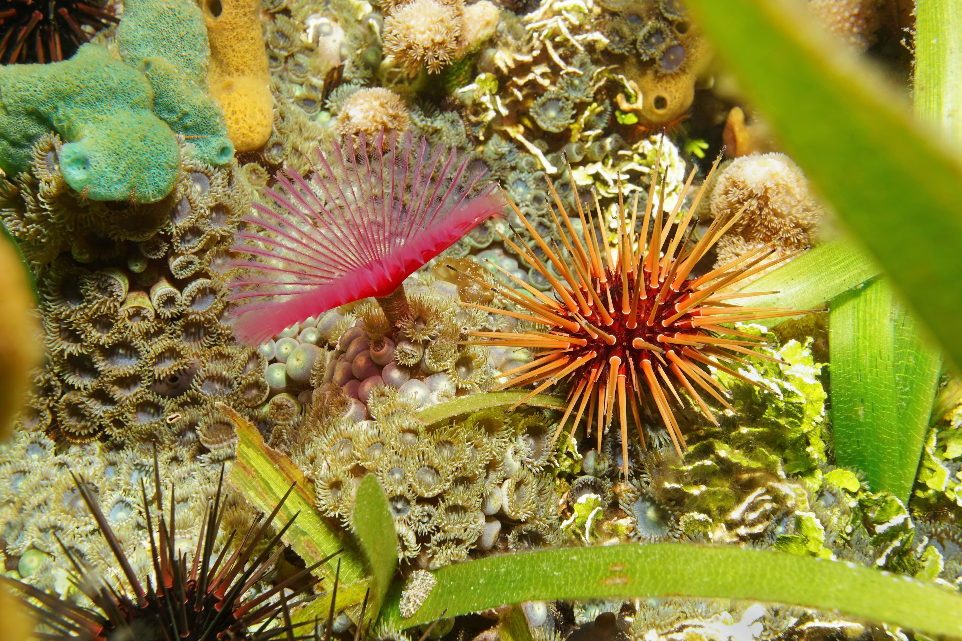 Sea life on the seabed with Reef Urchin (Echinometra viridis)