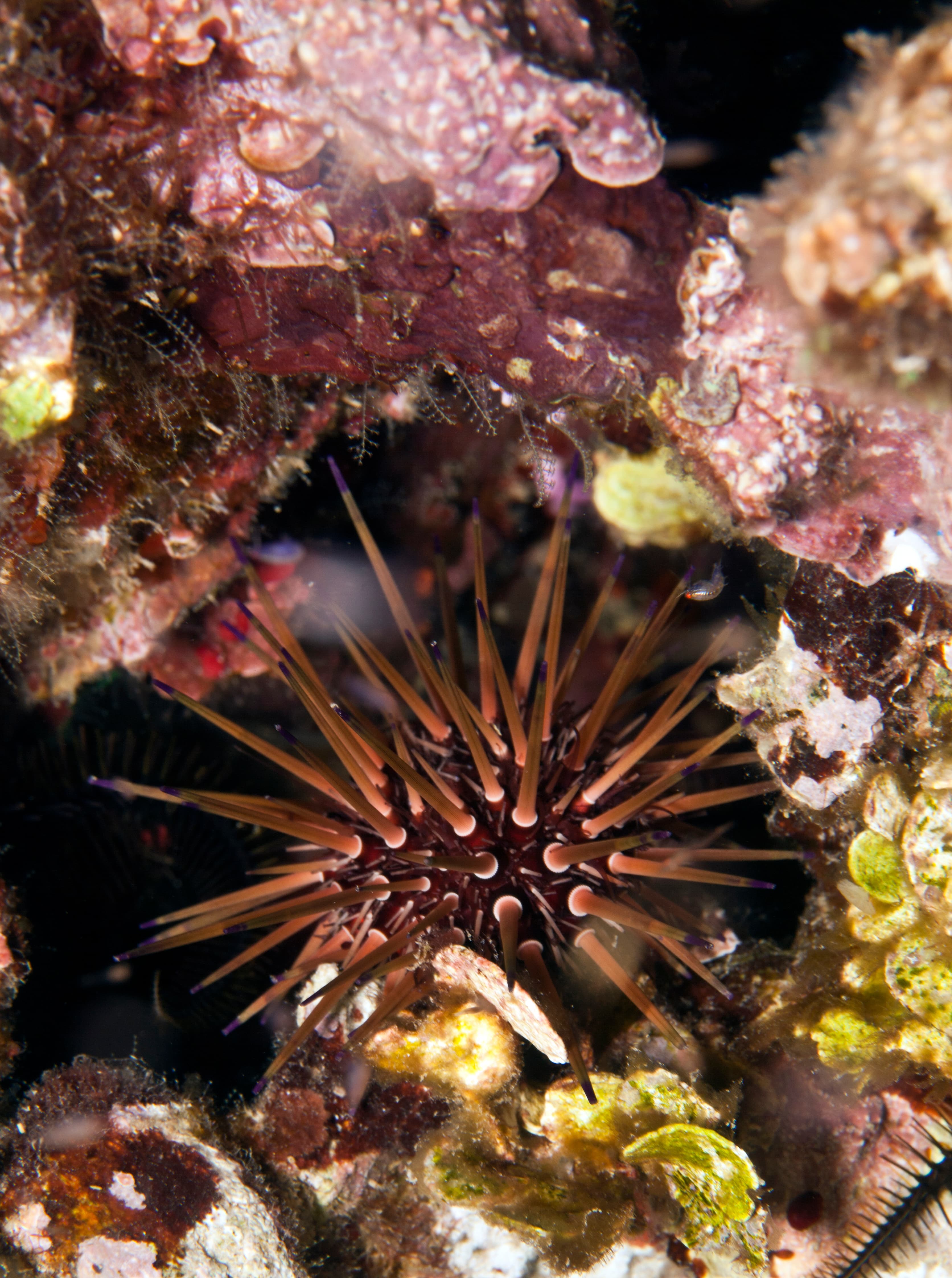 Reef Urchin (Echinometra viridis)