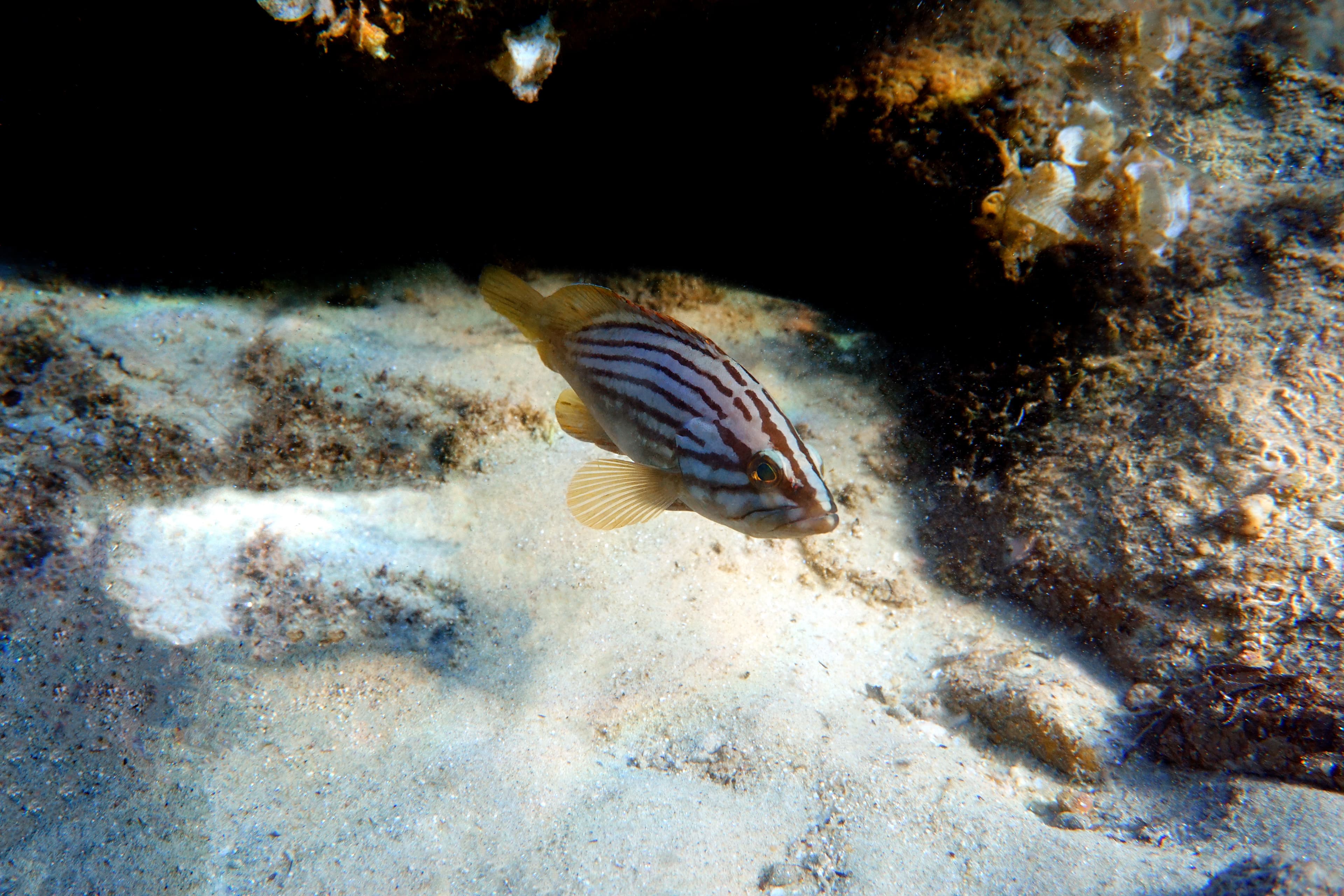 Goldblotch Grouper (Epinephelus costae) juvenile