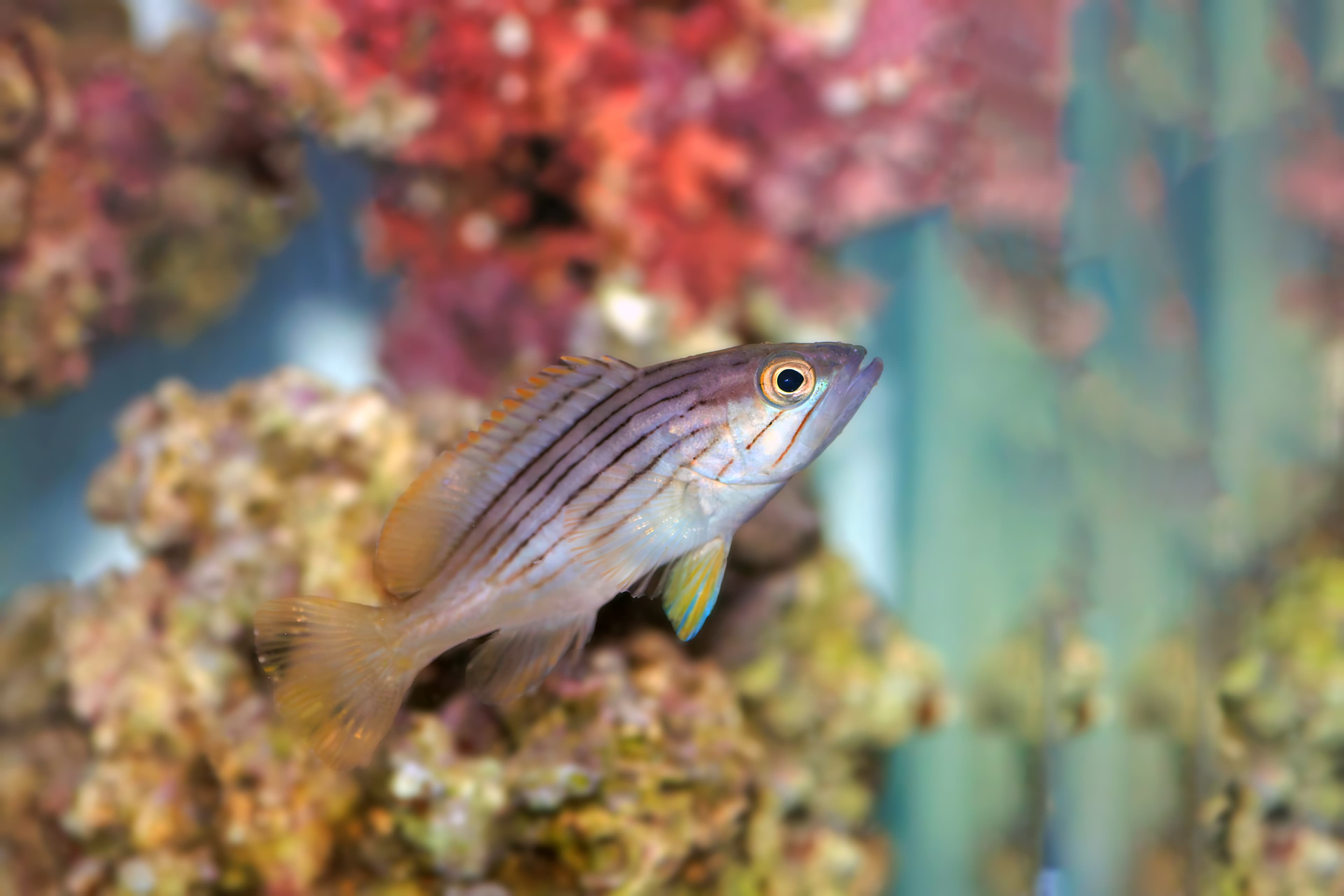 Goldblotch Grouper (Epinephelus costae) juvenile