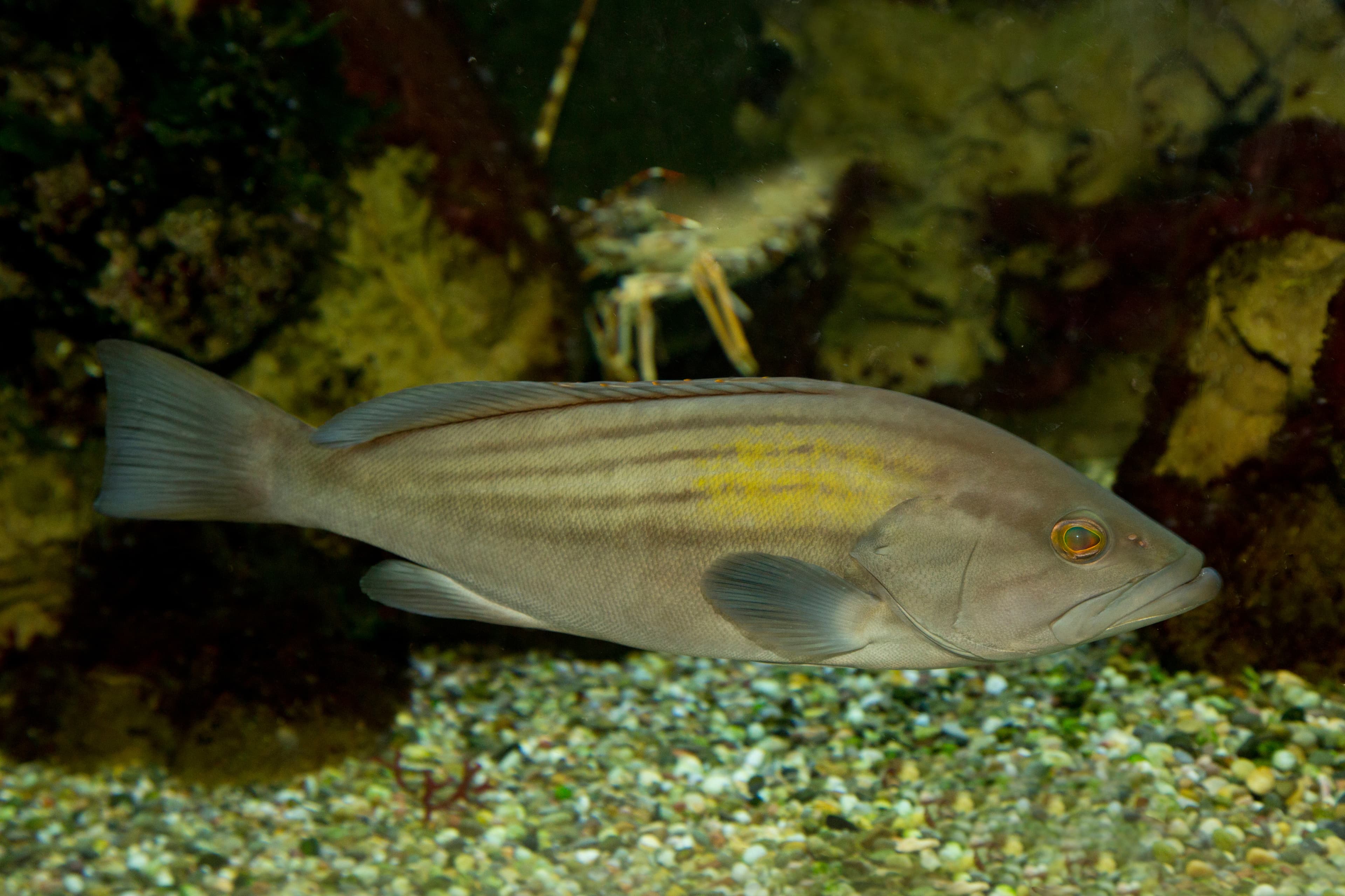 Goldblotch Grouper (Epinephelus costae)