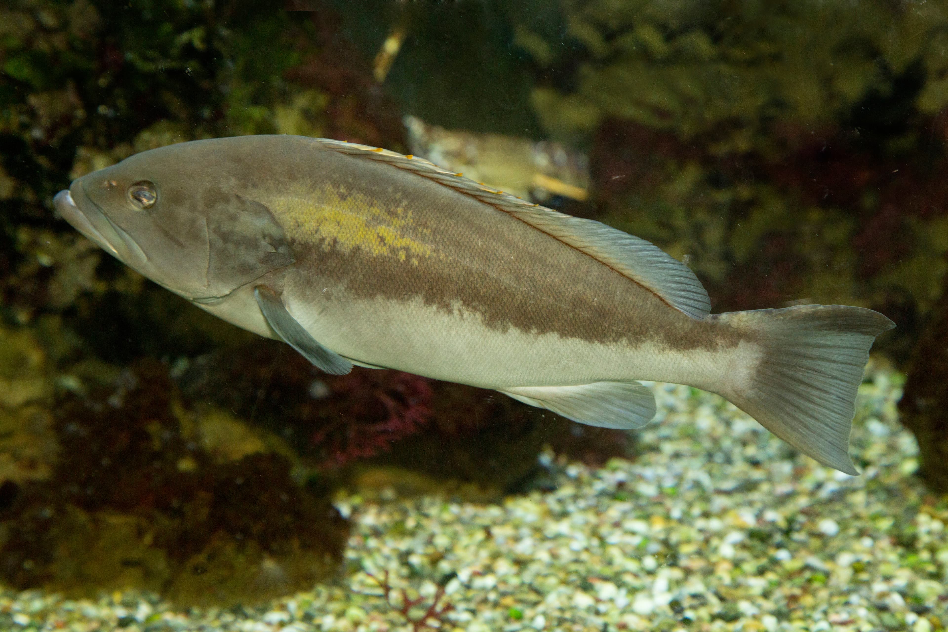 Goldblotch Grouper (Epinephelus costae)