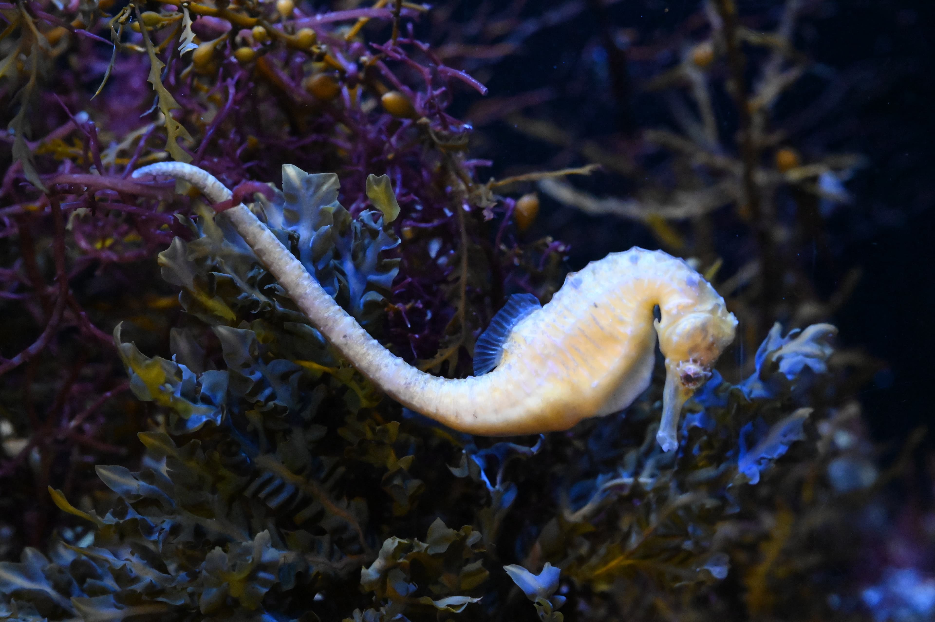 Small Three-spot Seahorse in aquarium