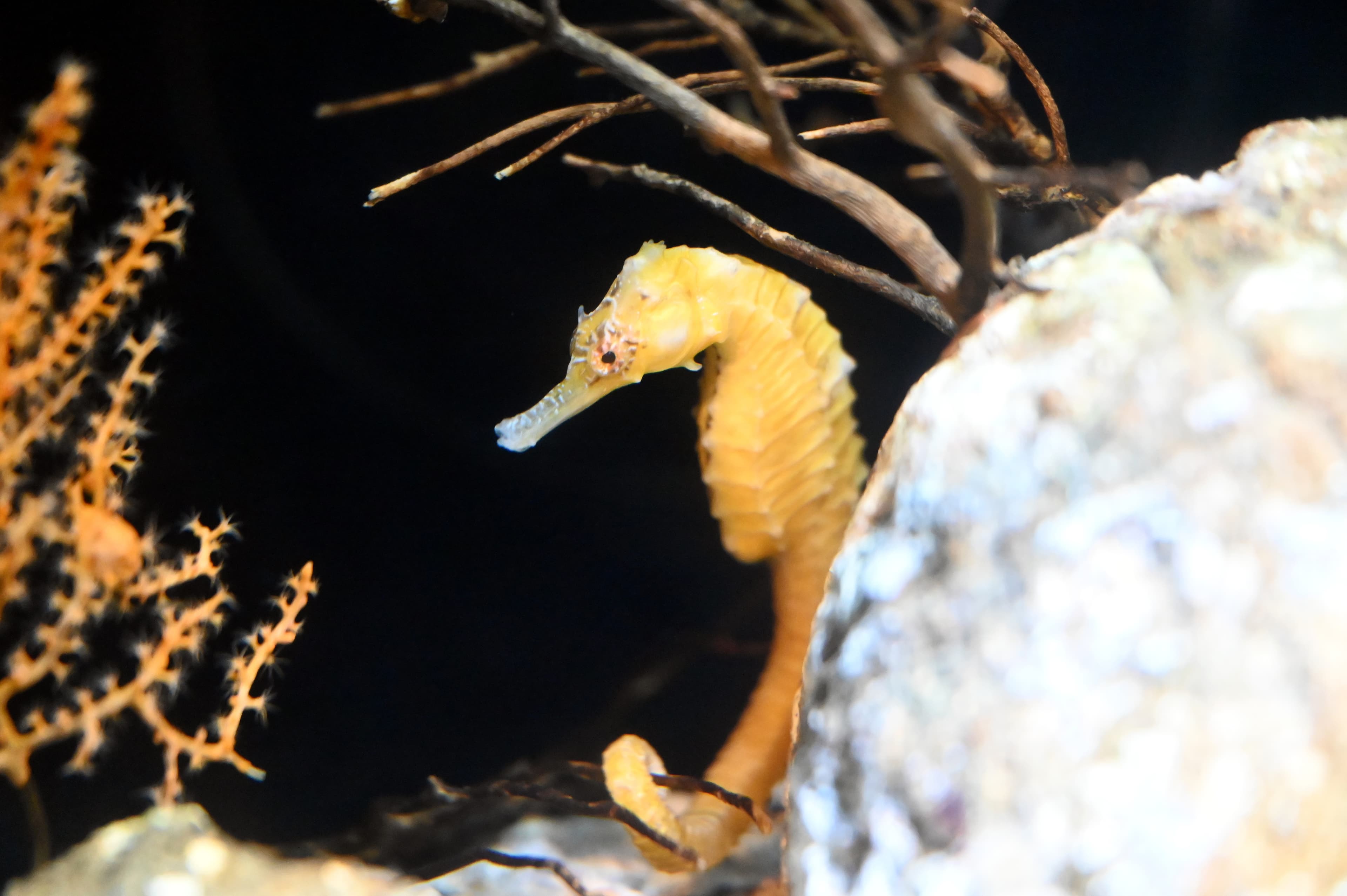 Three-spot Seahorse hiding in the shadow of a stone