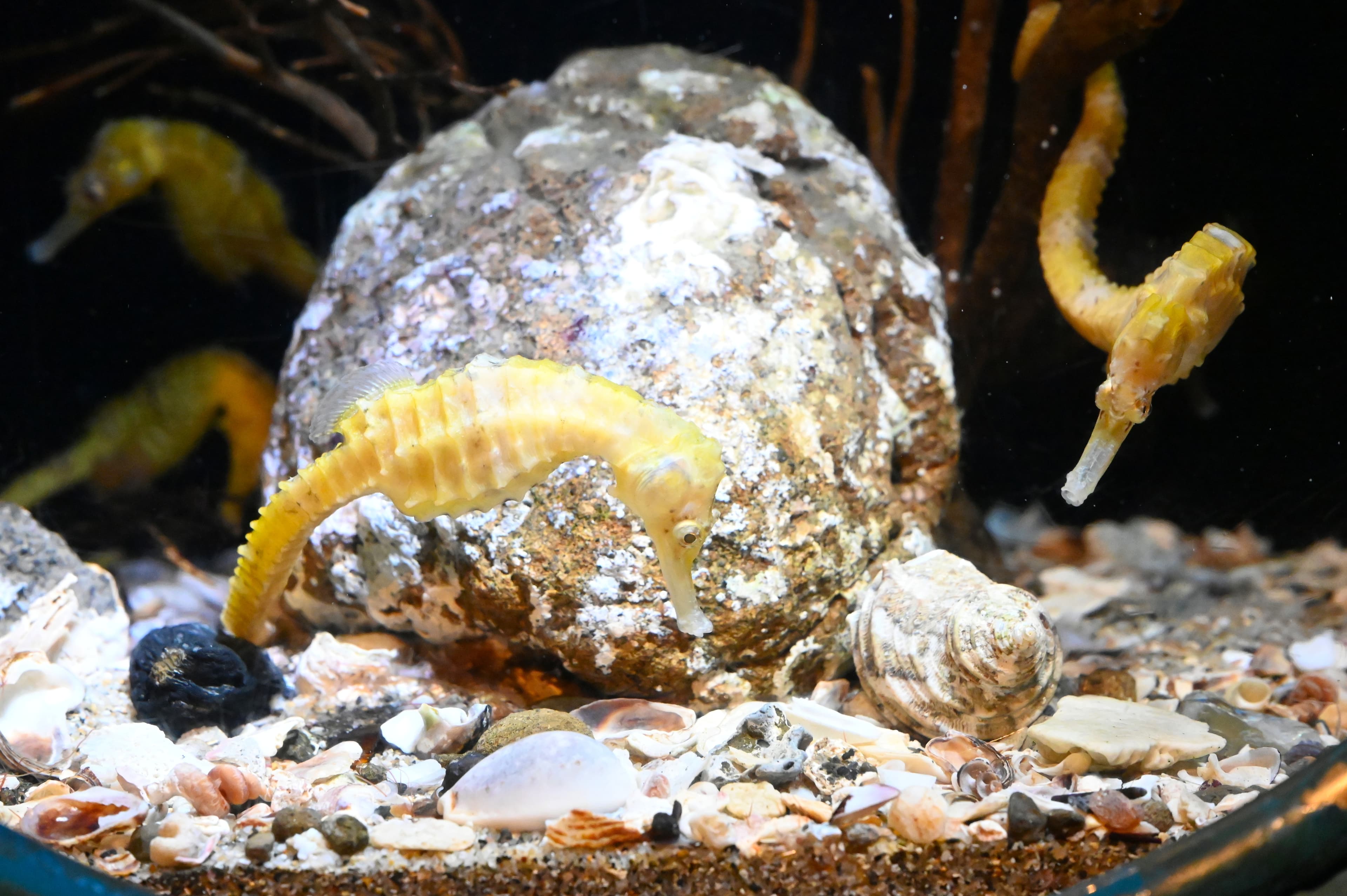 Three-spot Seahorses drifting in the water, Enoshima Aquarium, Japan