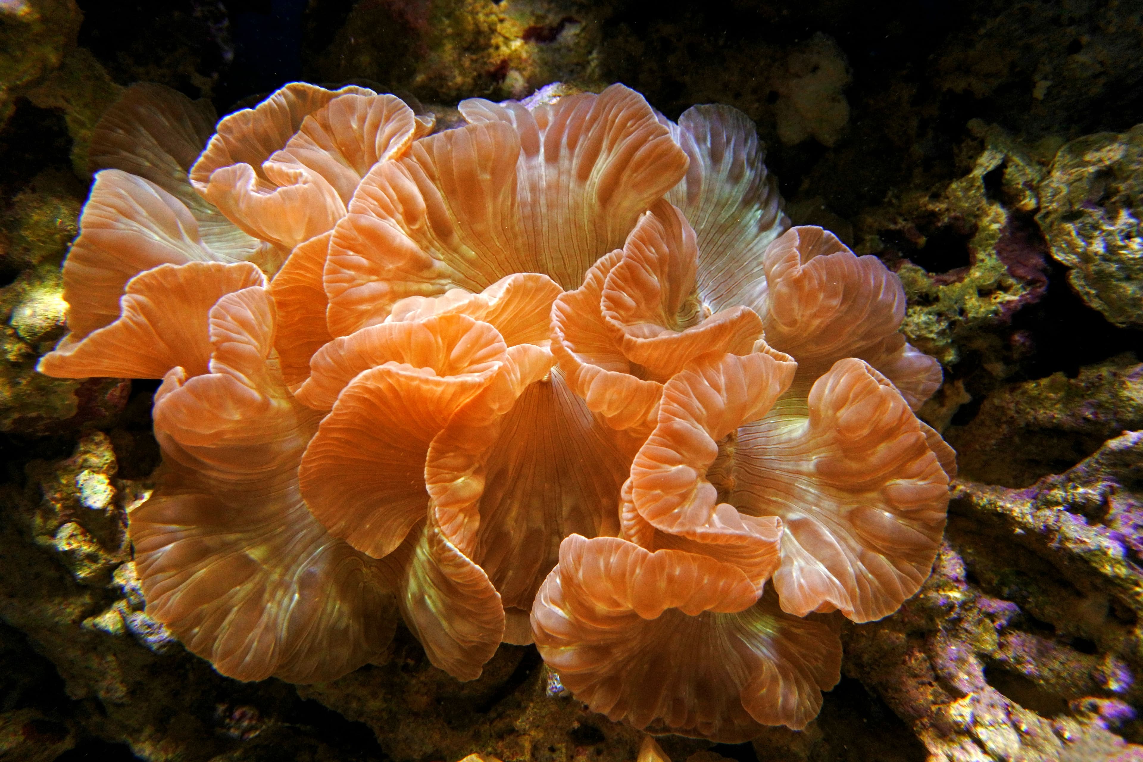 Fox coral (Nemenzophyllia turbida)