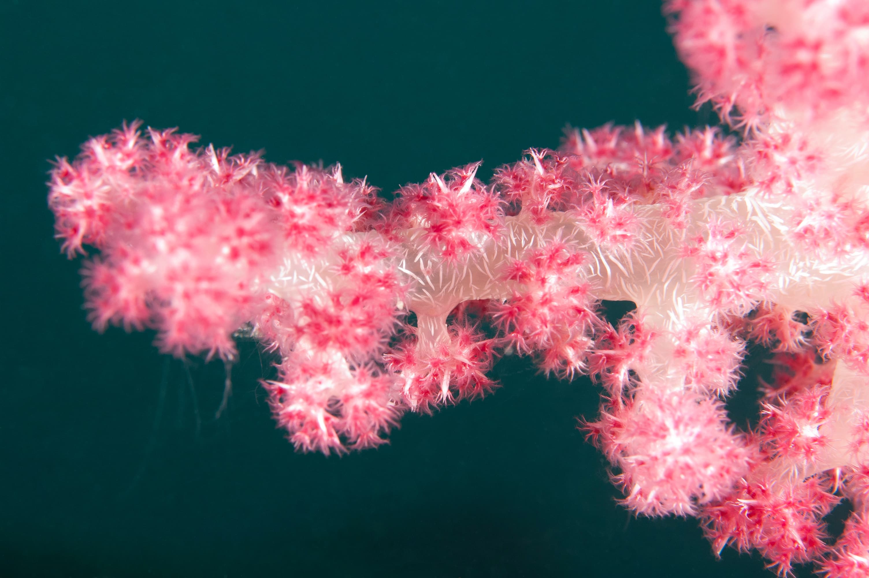 Dendronephthya sp. close up