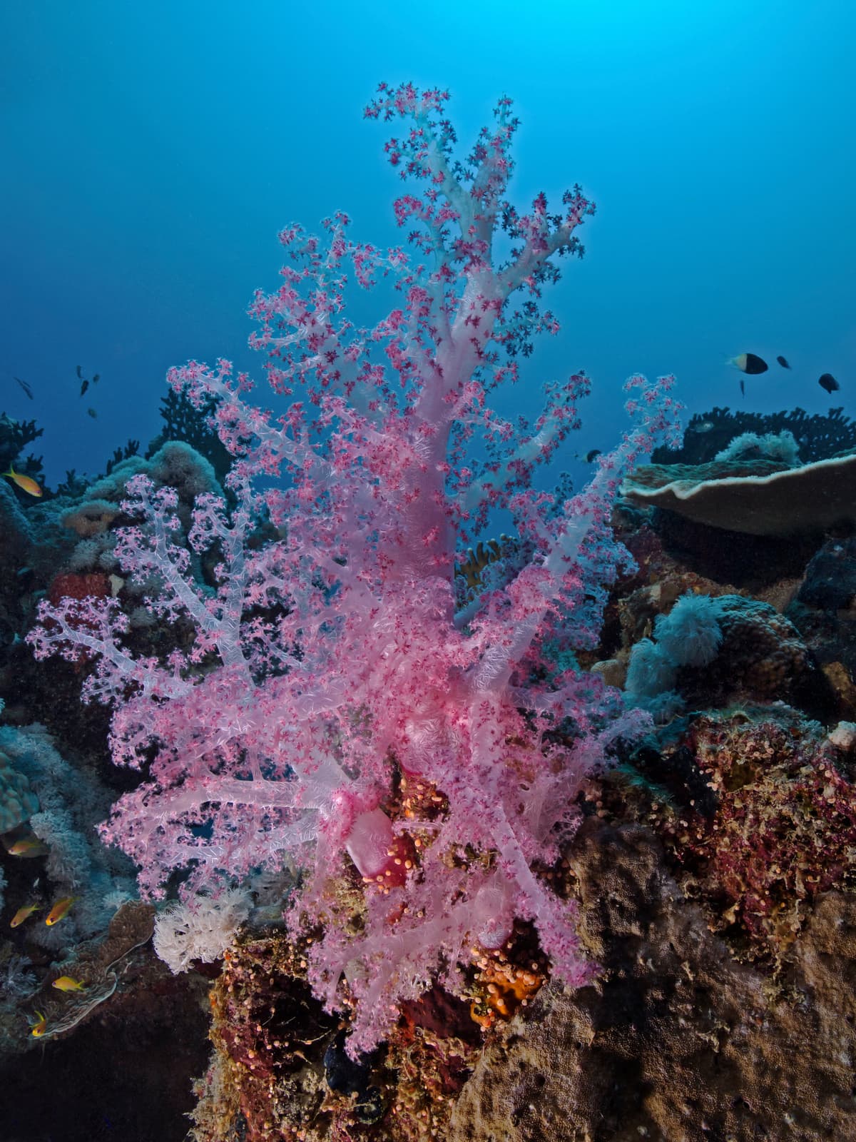 Carnation Coral · Dendronephthya klunzingeri · Reeflings Library