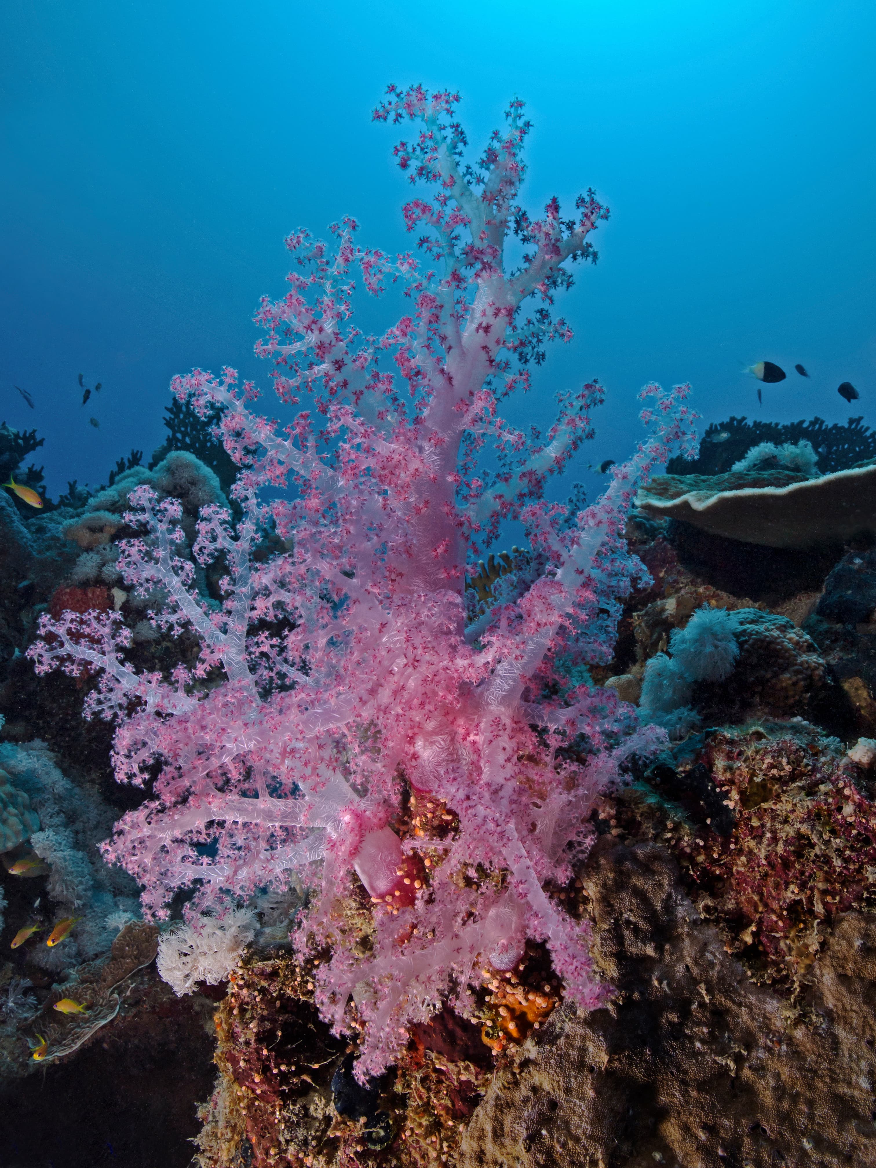 Carnation Coral (Dendronephthya klunzingeri)