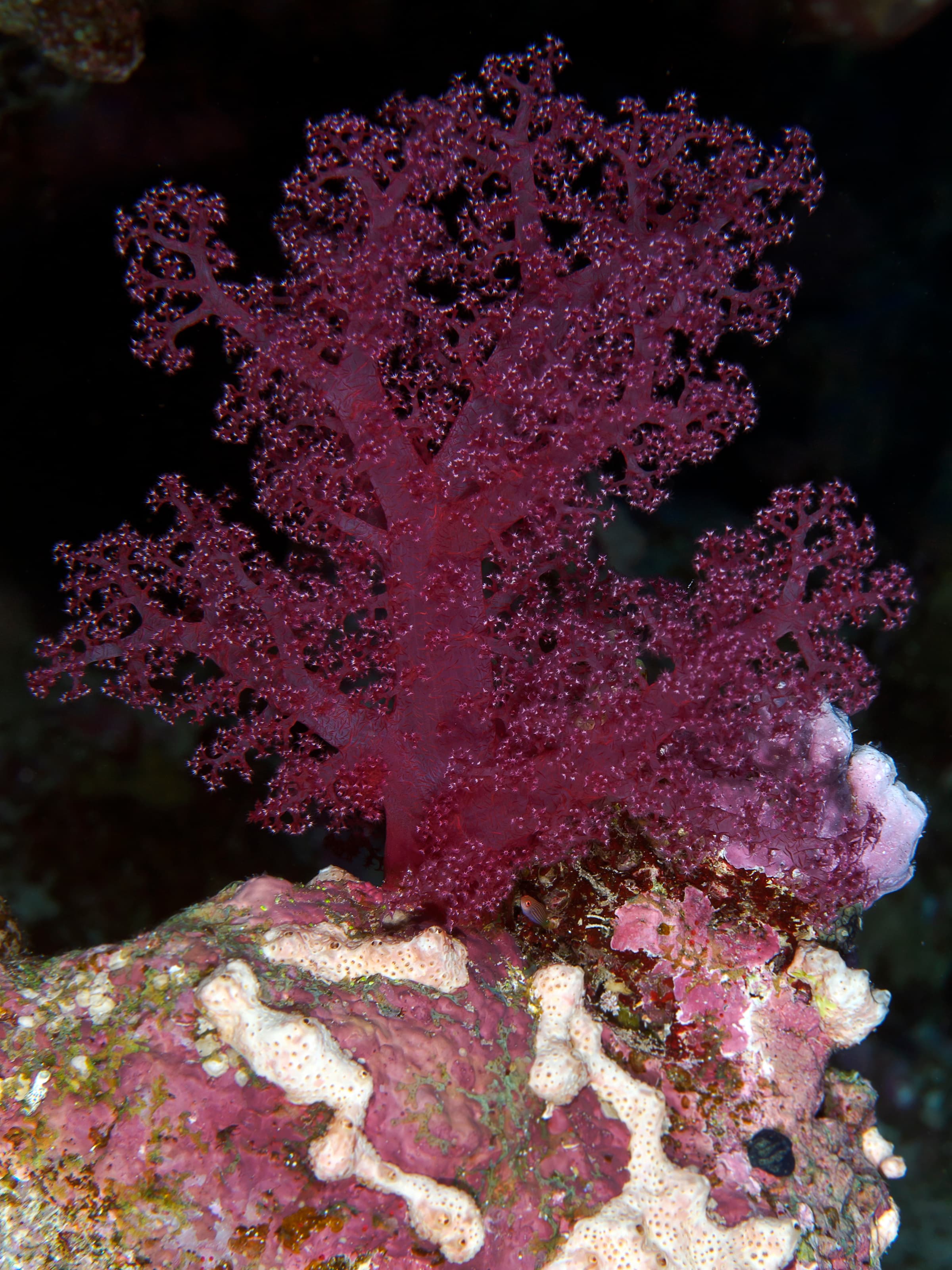 Carnation Coral · Dendronephthya klunzingeri · Reeflings Library