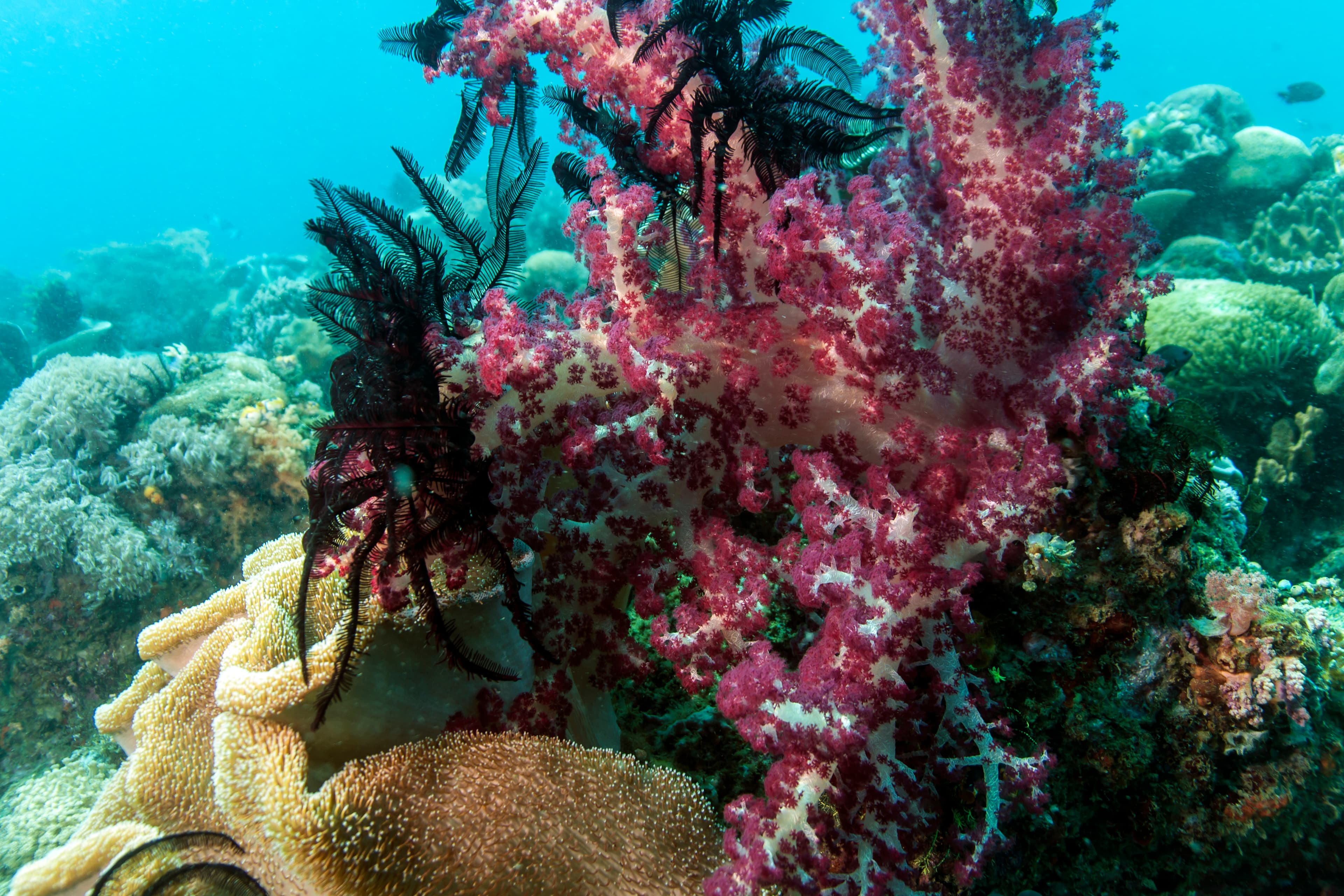 Bunaken National Marine Park, Indonesia