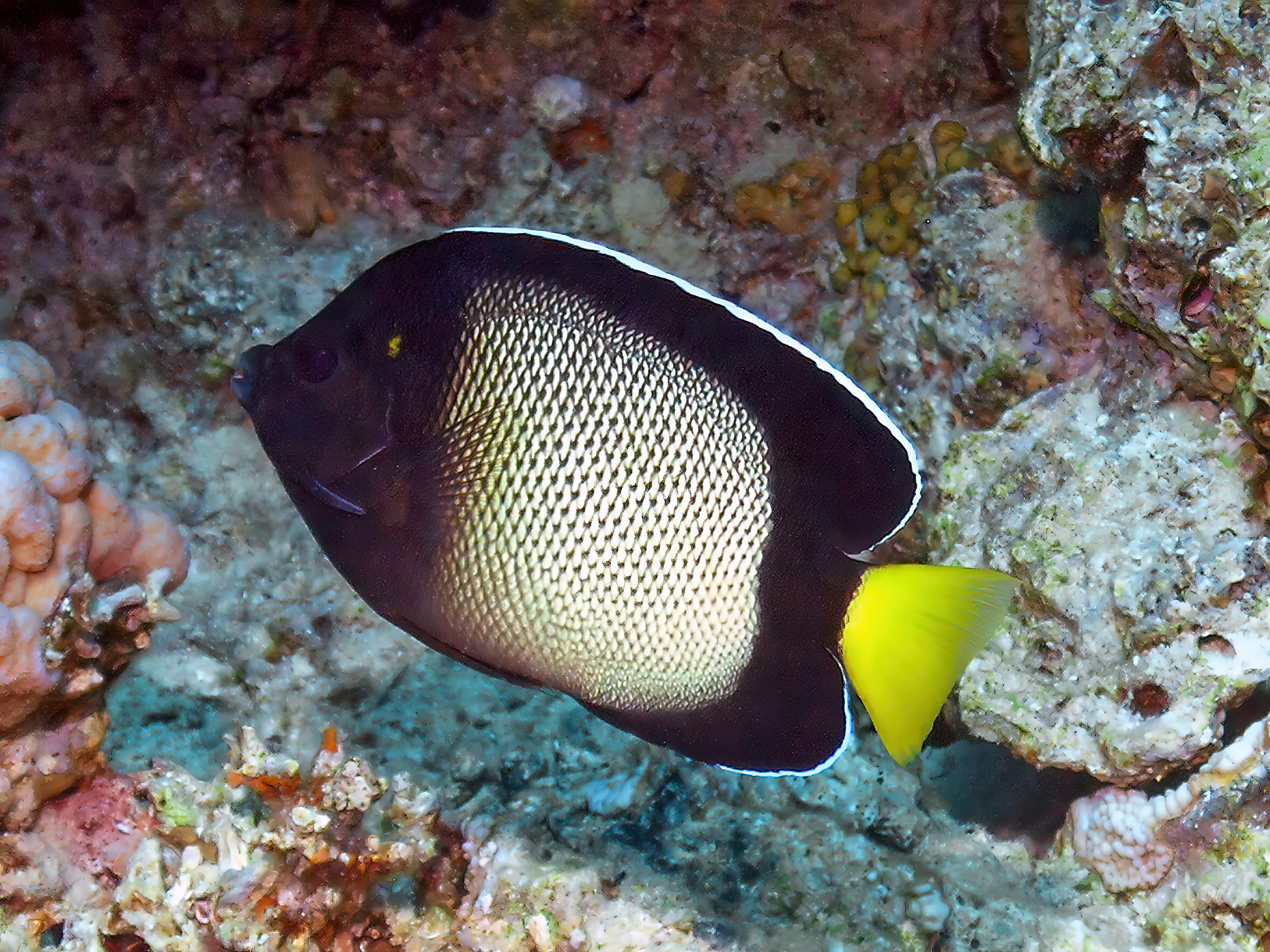 Yellow-ear Angelfish (Apolemichthys xanthotis) in the Red Sea, Egypt