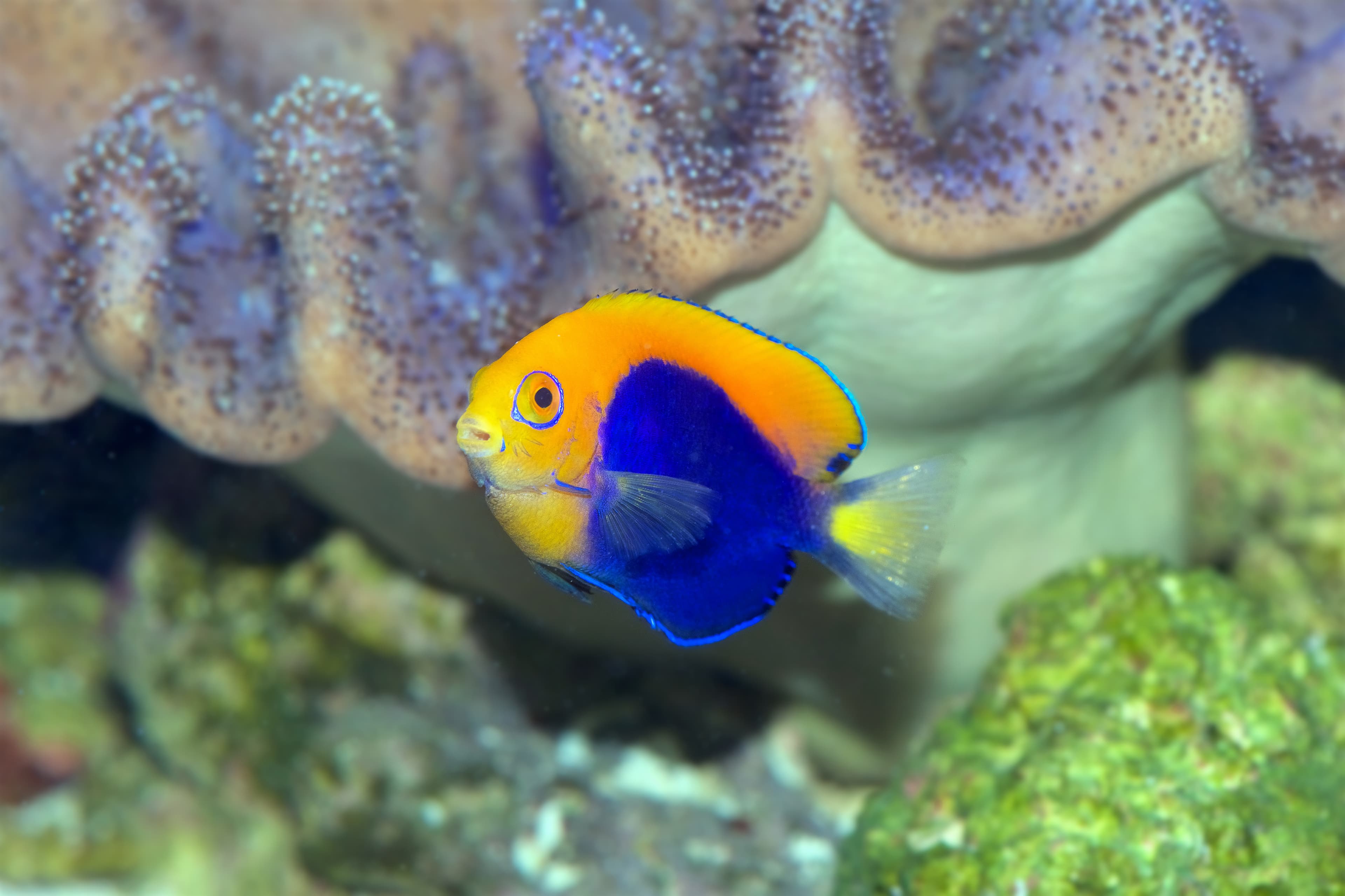 African Flameback Angelfish (Centropyge acanthops)